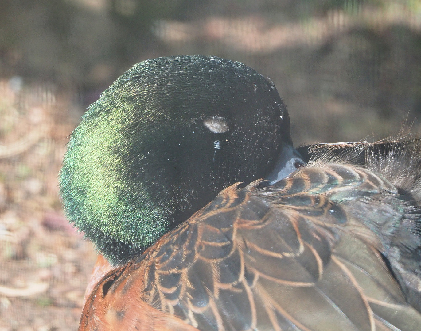 Chestnut teal (Anas castanea) drake, 2022-05-28
