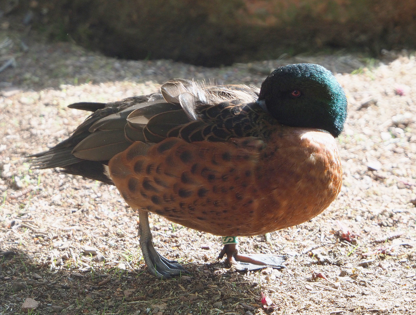 Chestnut teal (Anas castanea) drake, 2022-05-28