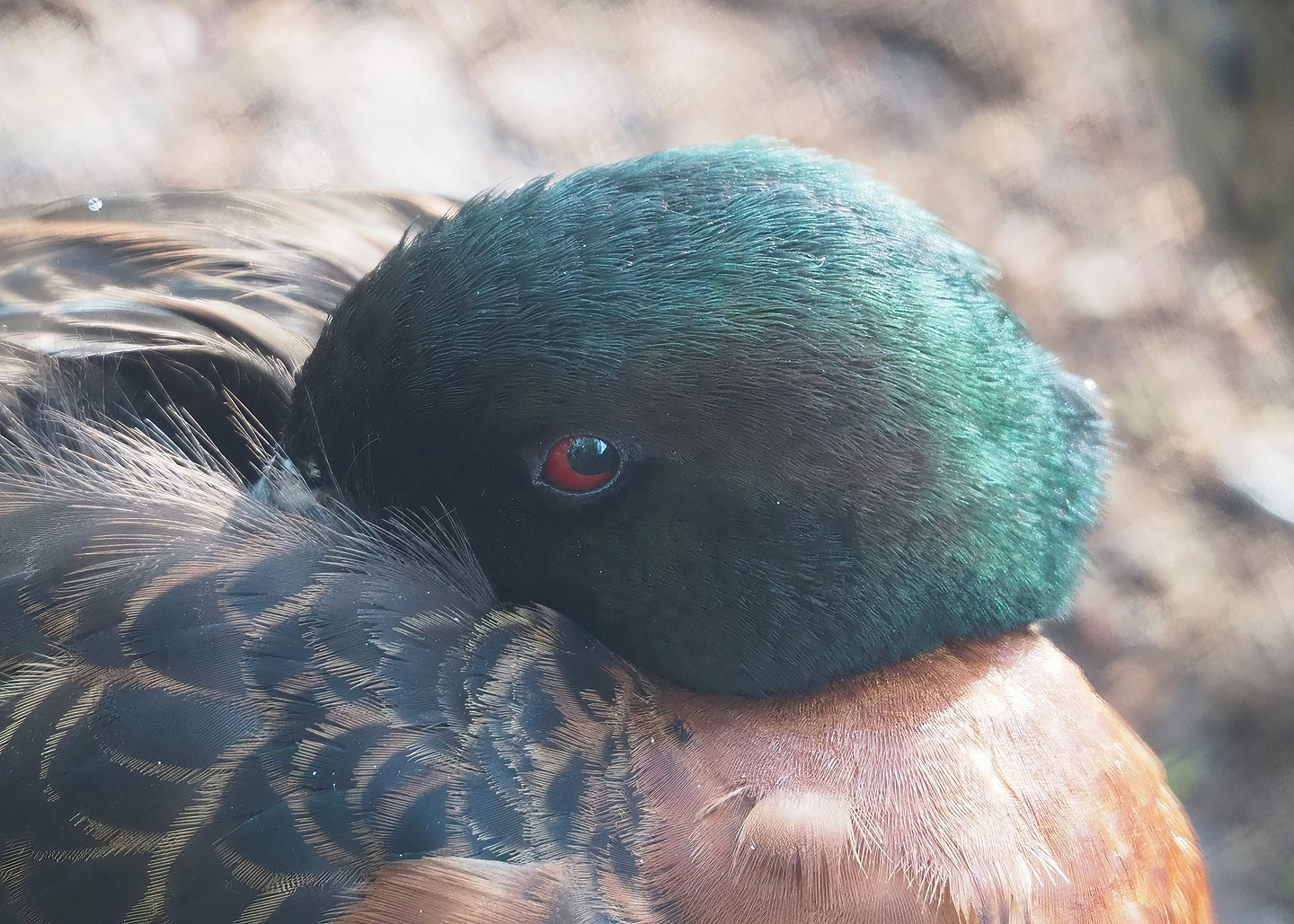 Chestnut teal (Anas castanea) drake, 2022-09-12
