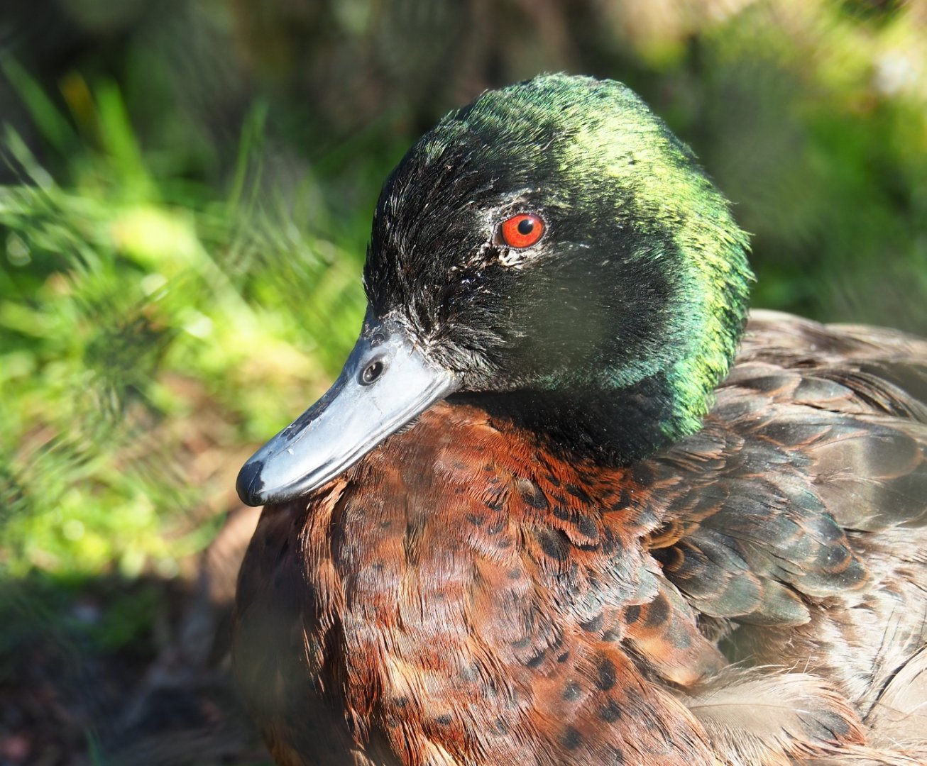 Chestnut teal (Anas castanea), Feb 16th, 2019