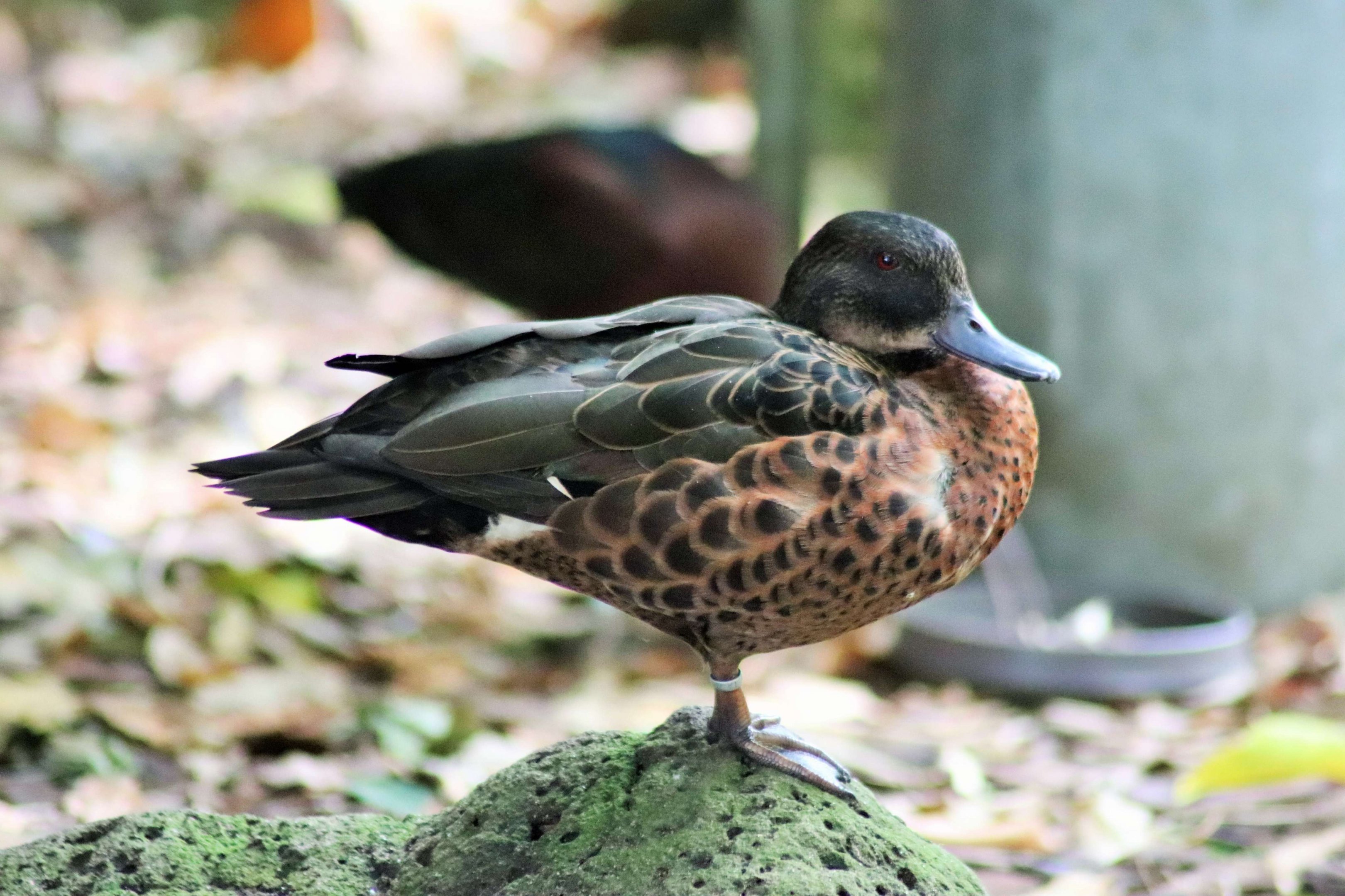 Chestnut Teal (Anas castanea)