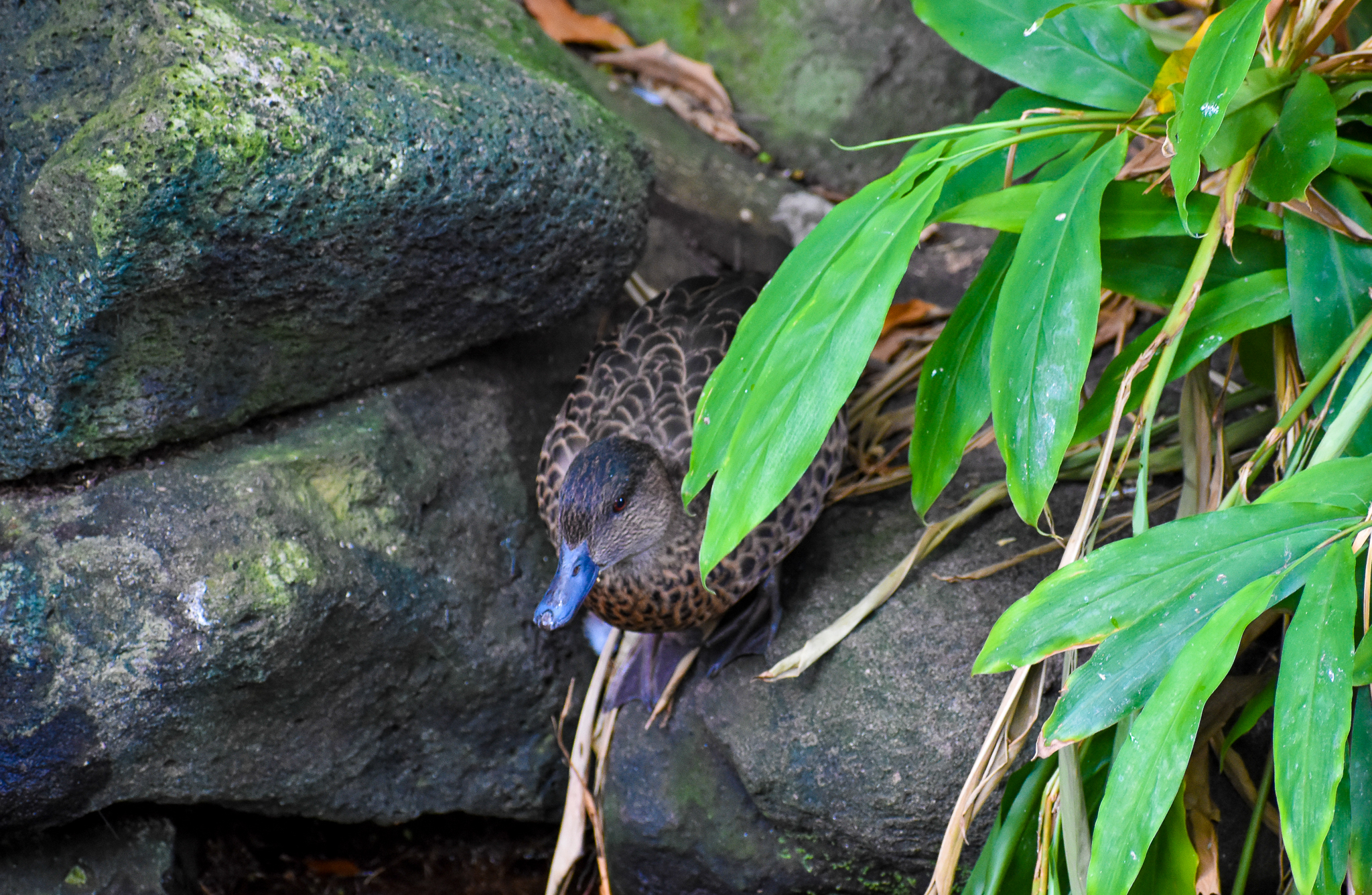 Chestnut Teal (Anas castanea)
