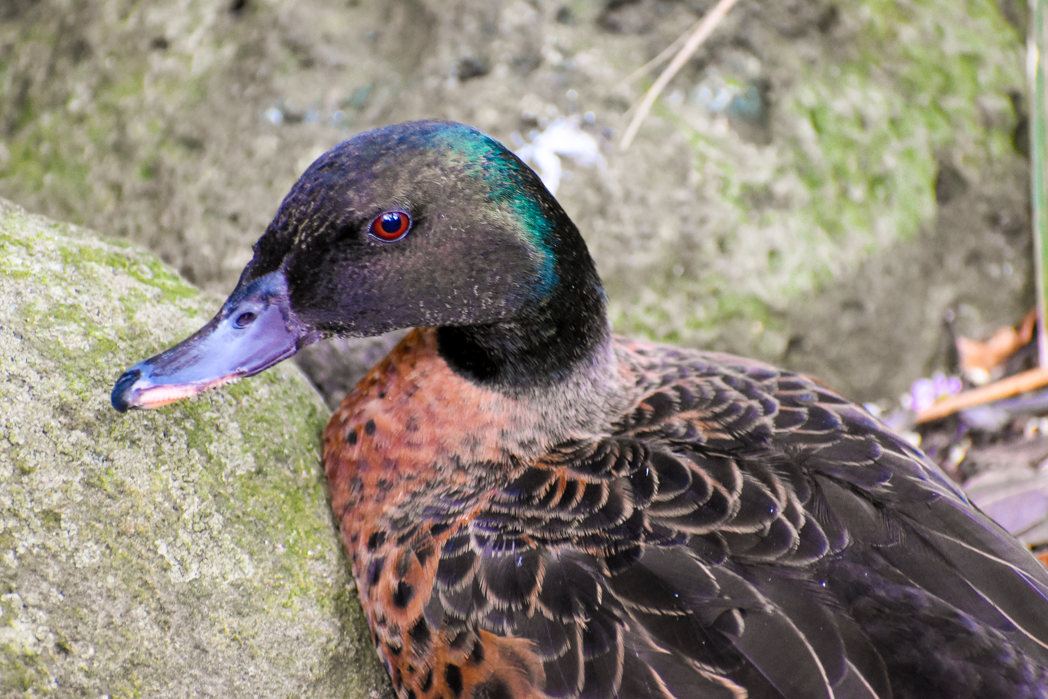 Chestnut Teal (Anas castanea)