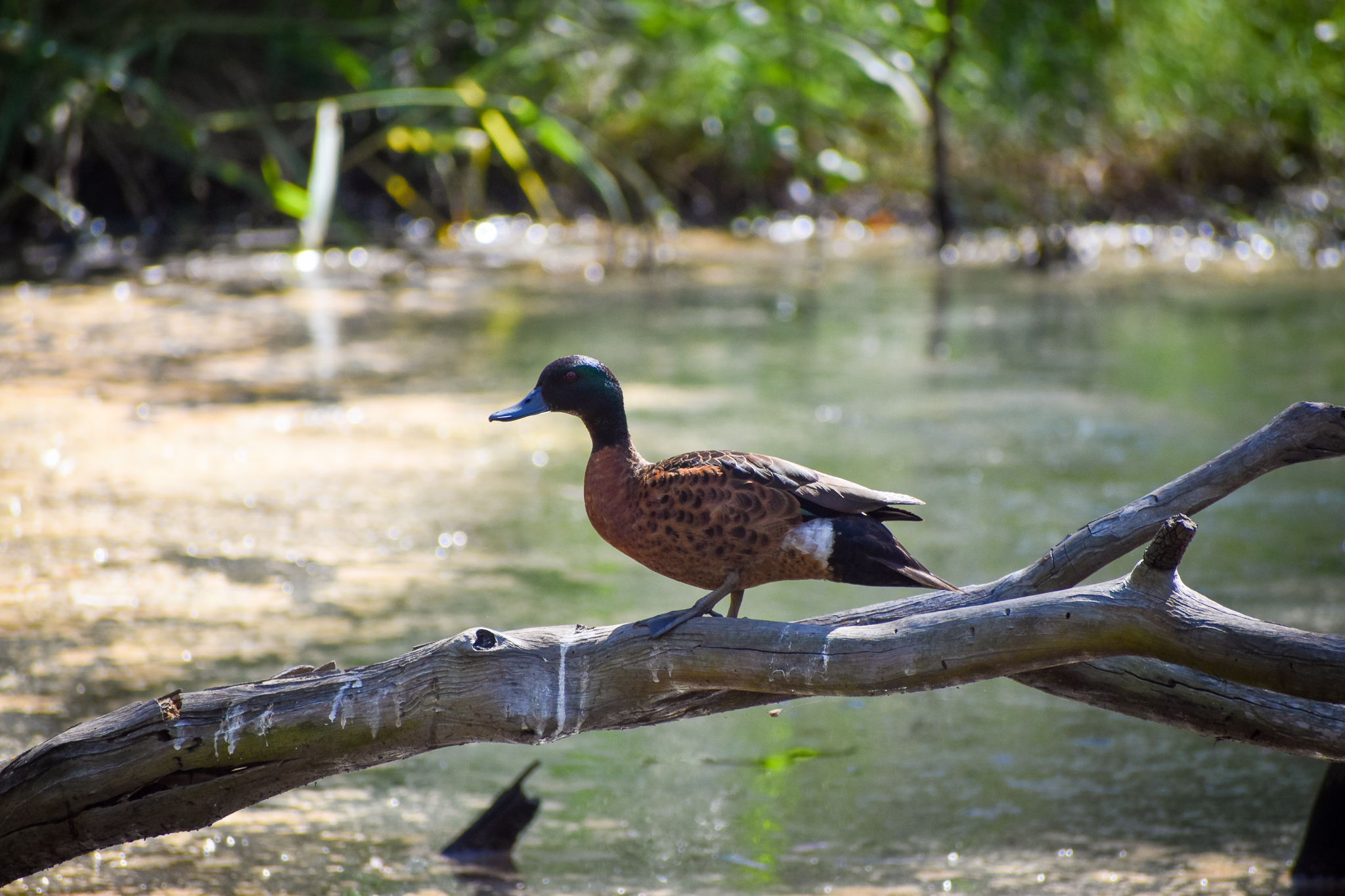Chestnut Teal (Anas castanea)