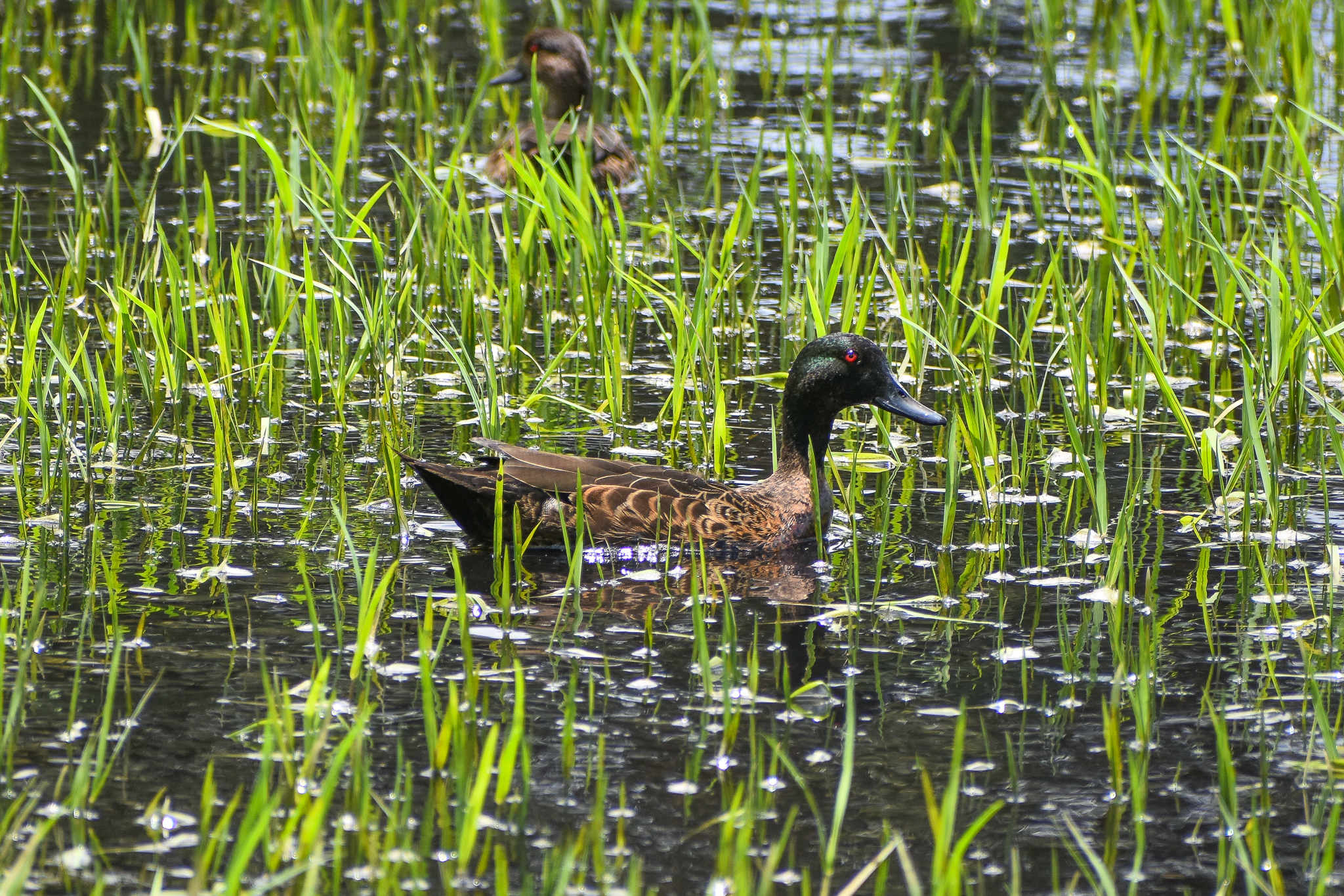 Chestnut Teal (Anas castanea)