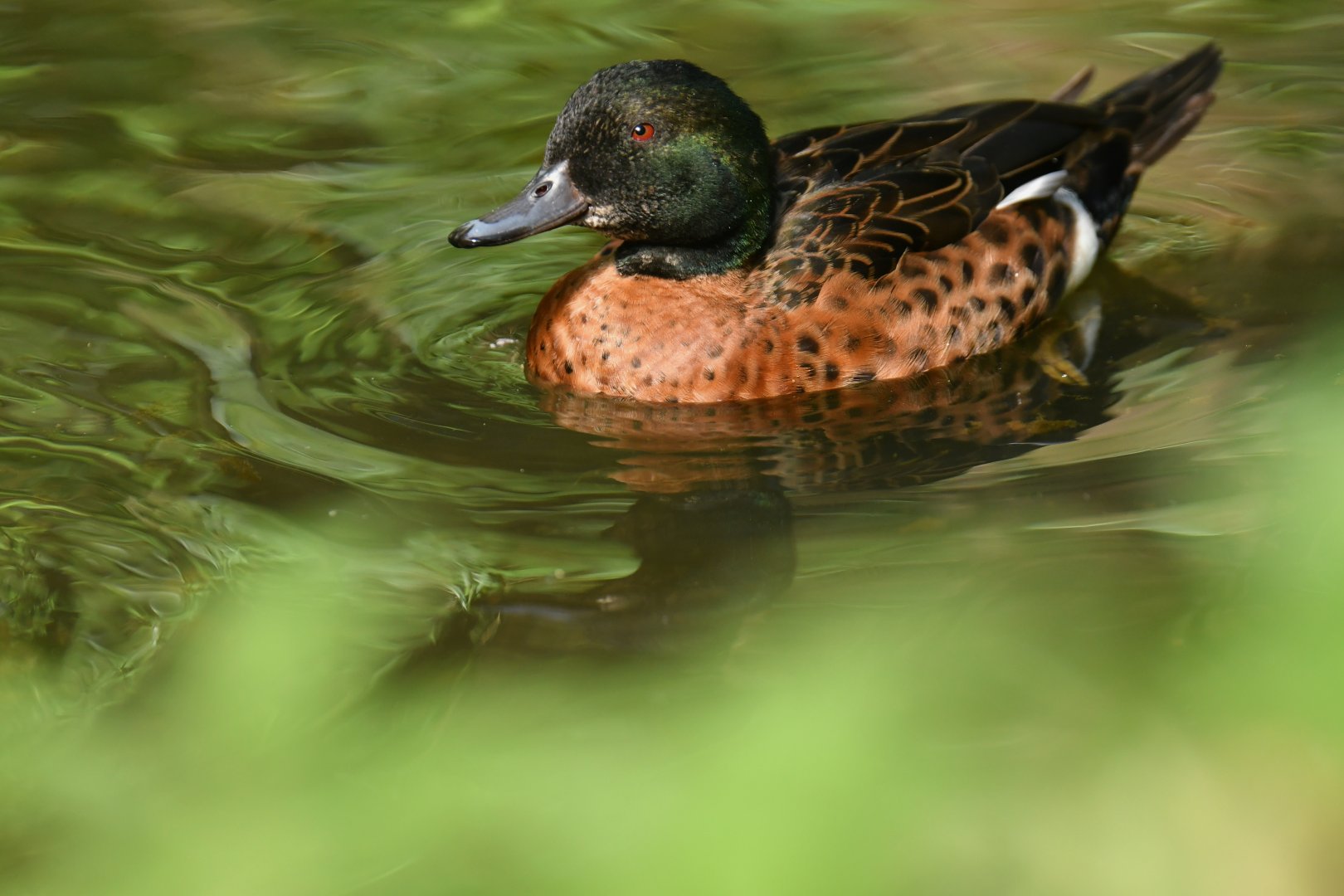 Chestnut teal (Anas castanea)