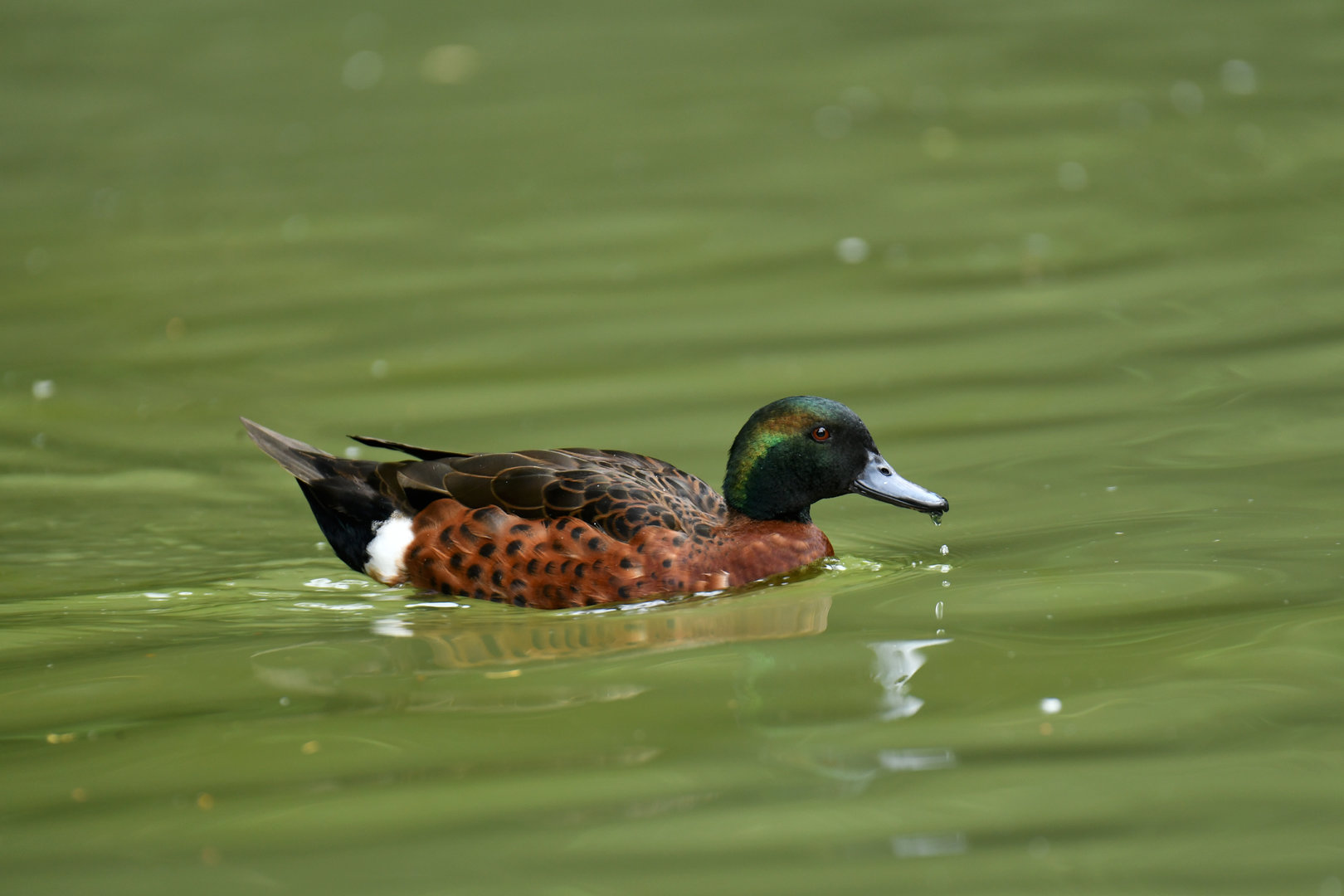 Chestnut Teal Anas castanea