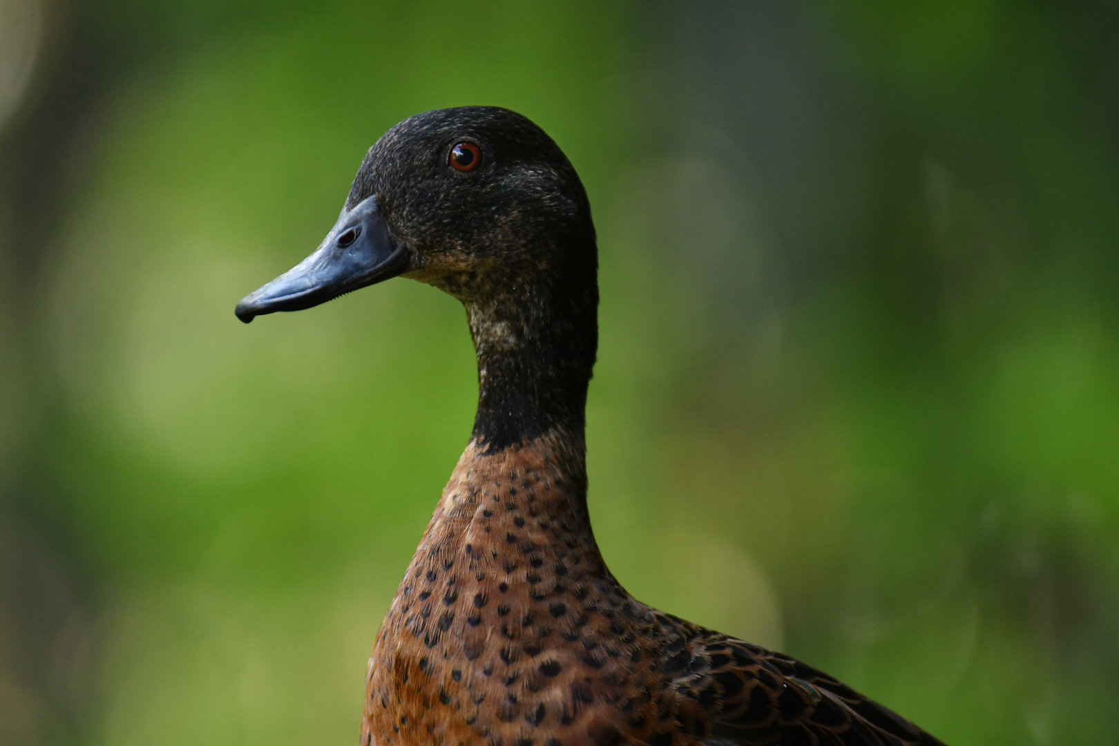 Chestnut Teal Anas castanea