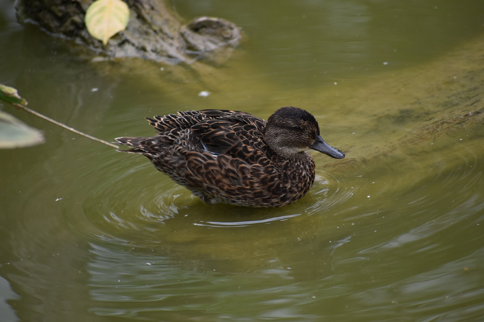 Chestnut Teal - Anas castanea
