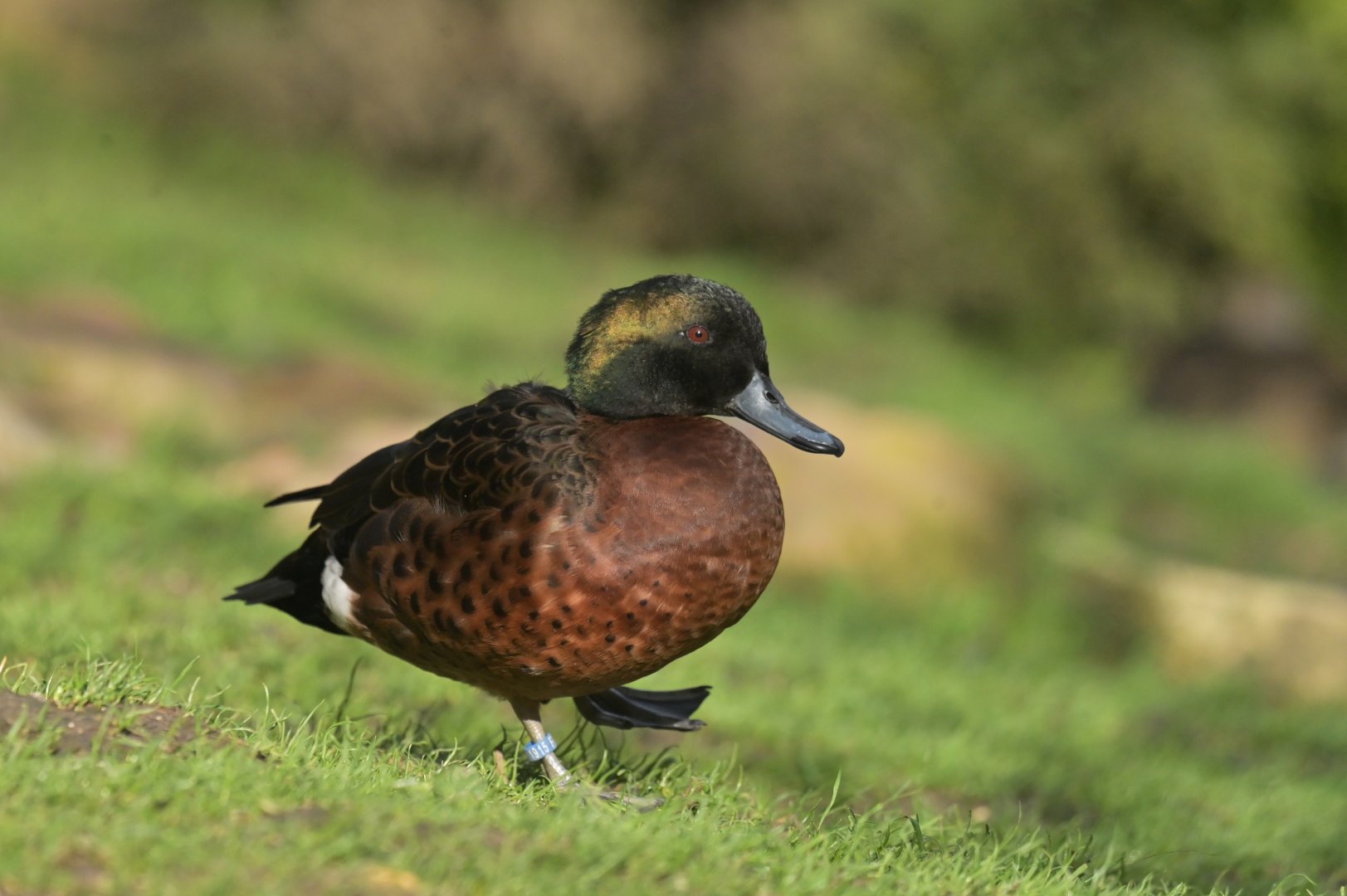 Chestnut teal Anas castanea