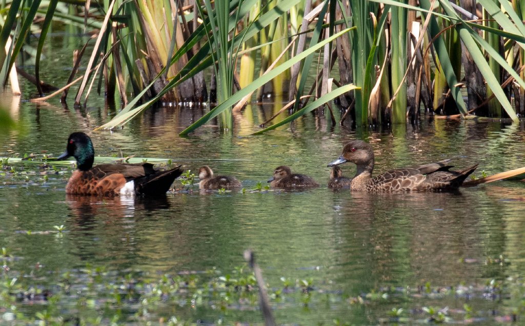 Chestnut Teal and ducklings