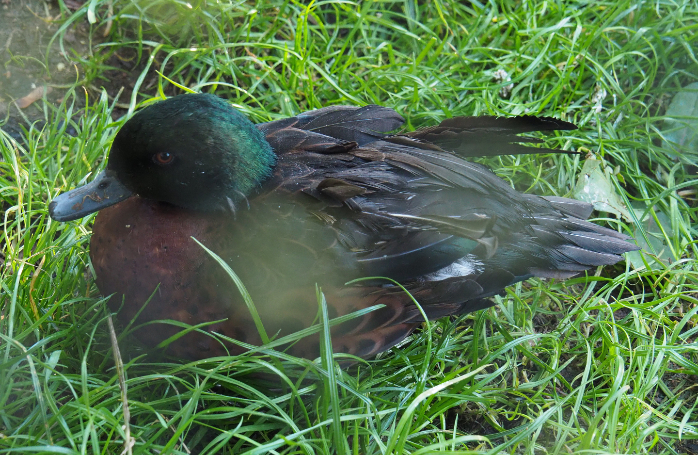 Chestnut teal drake (Anas castanea), 2020-10-10