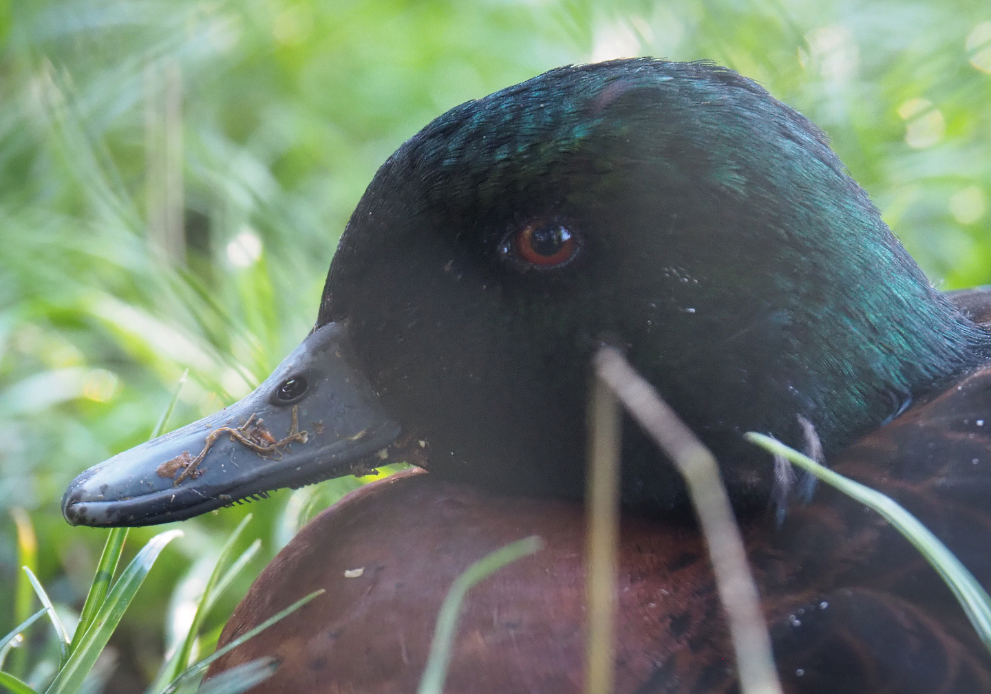 Chestnut teal drake (Anas castanea), 2020-10-10