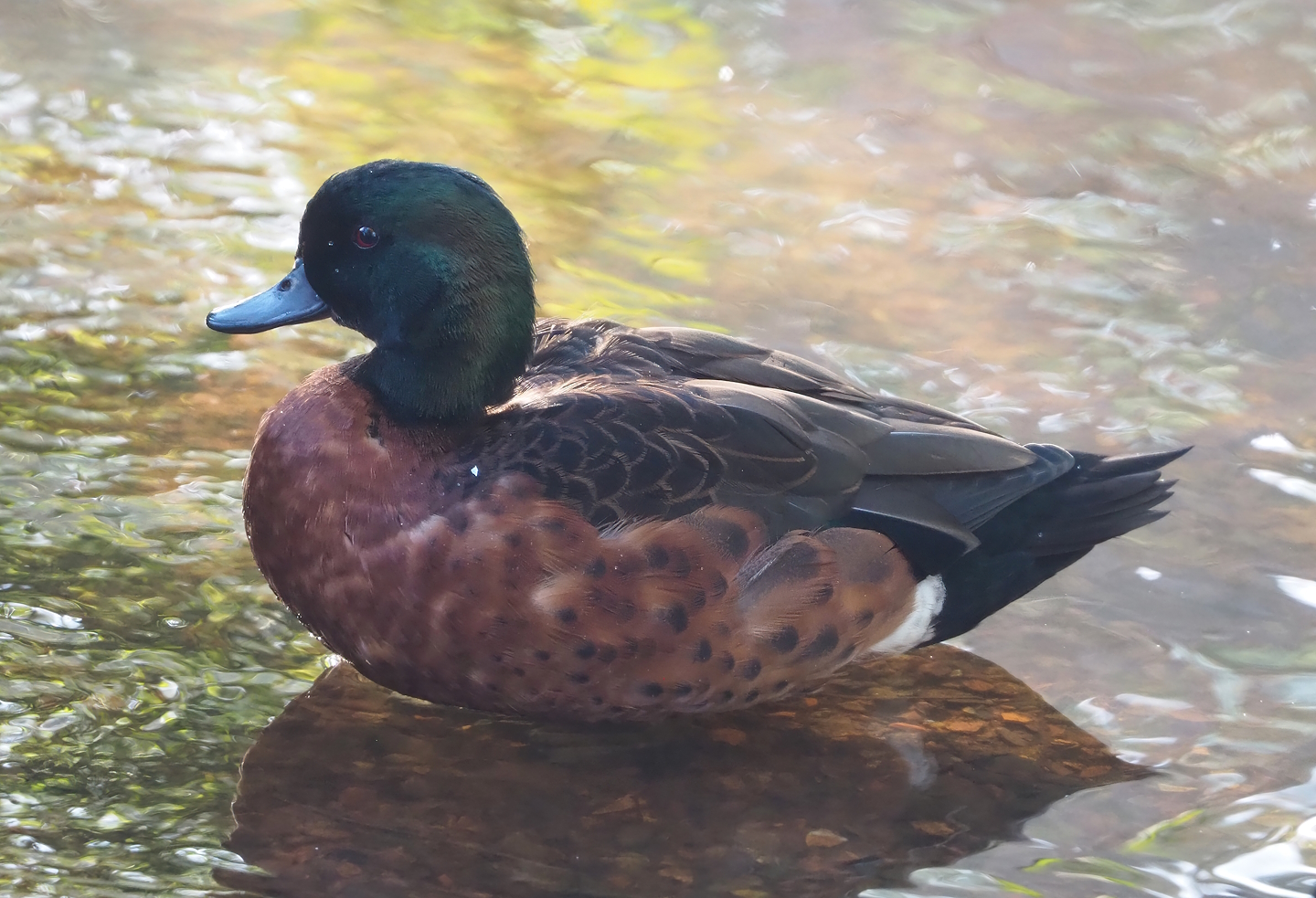 Chestnut teal drake (Anas castanea), 2022-10-19