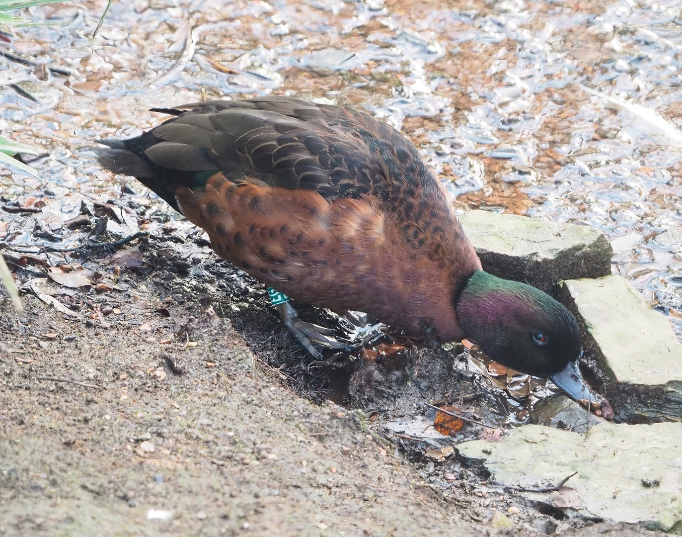 Chestnut teal drake (Anas castanea), 2022-12-27