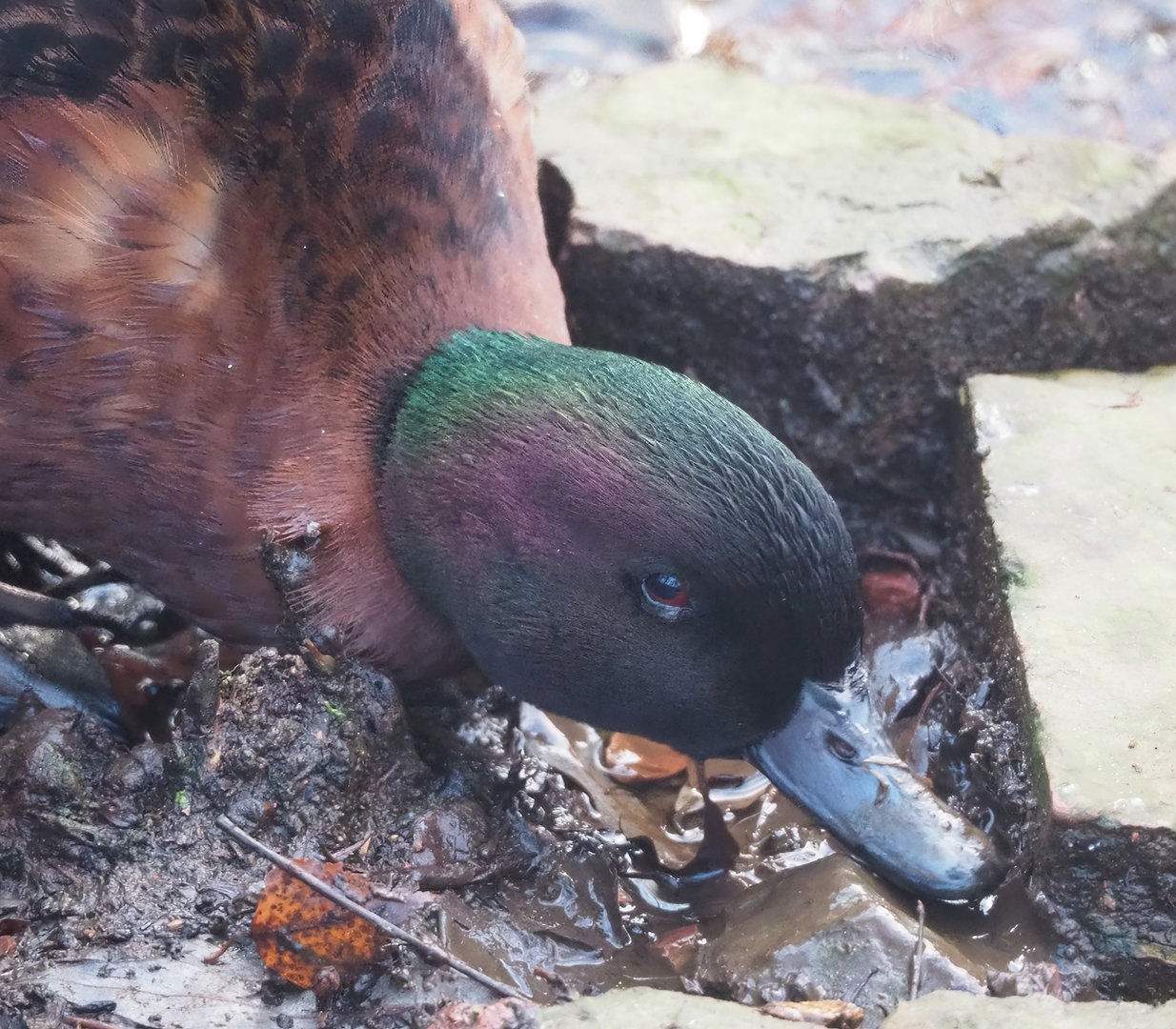Chestnut teal drake (Anas castanea), 2022-12-27