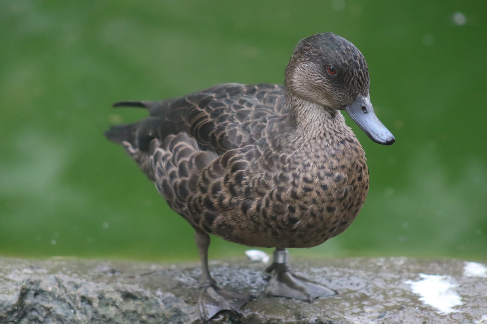 Chestnut Teal, Female (Anas castanea)