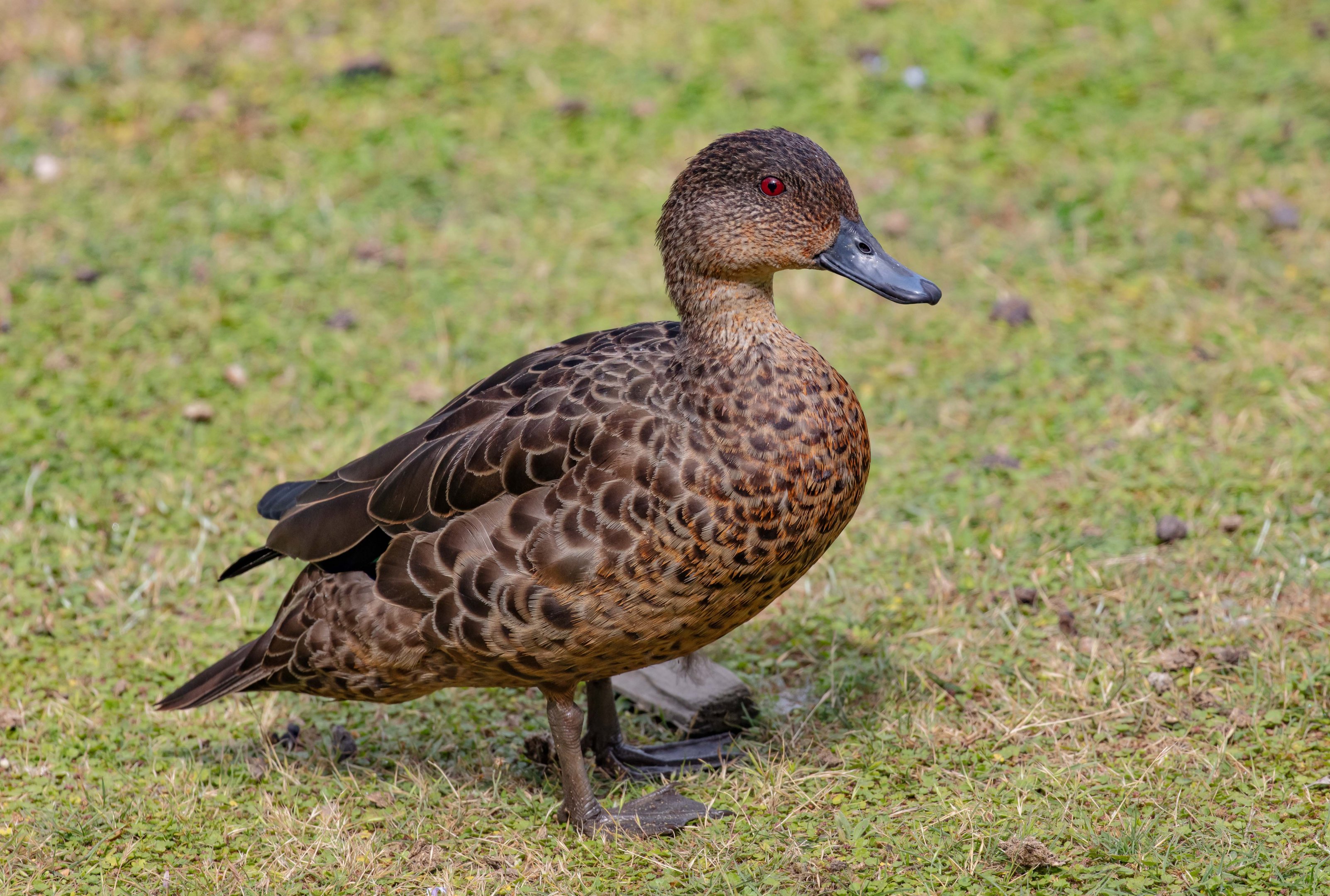 Chestnut Teal female