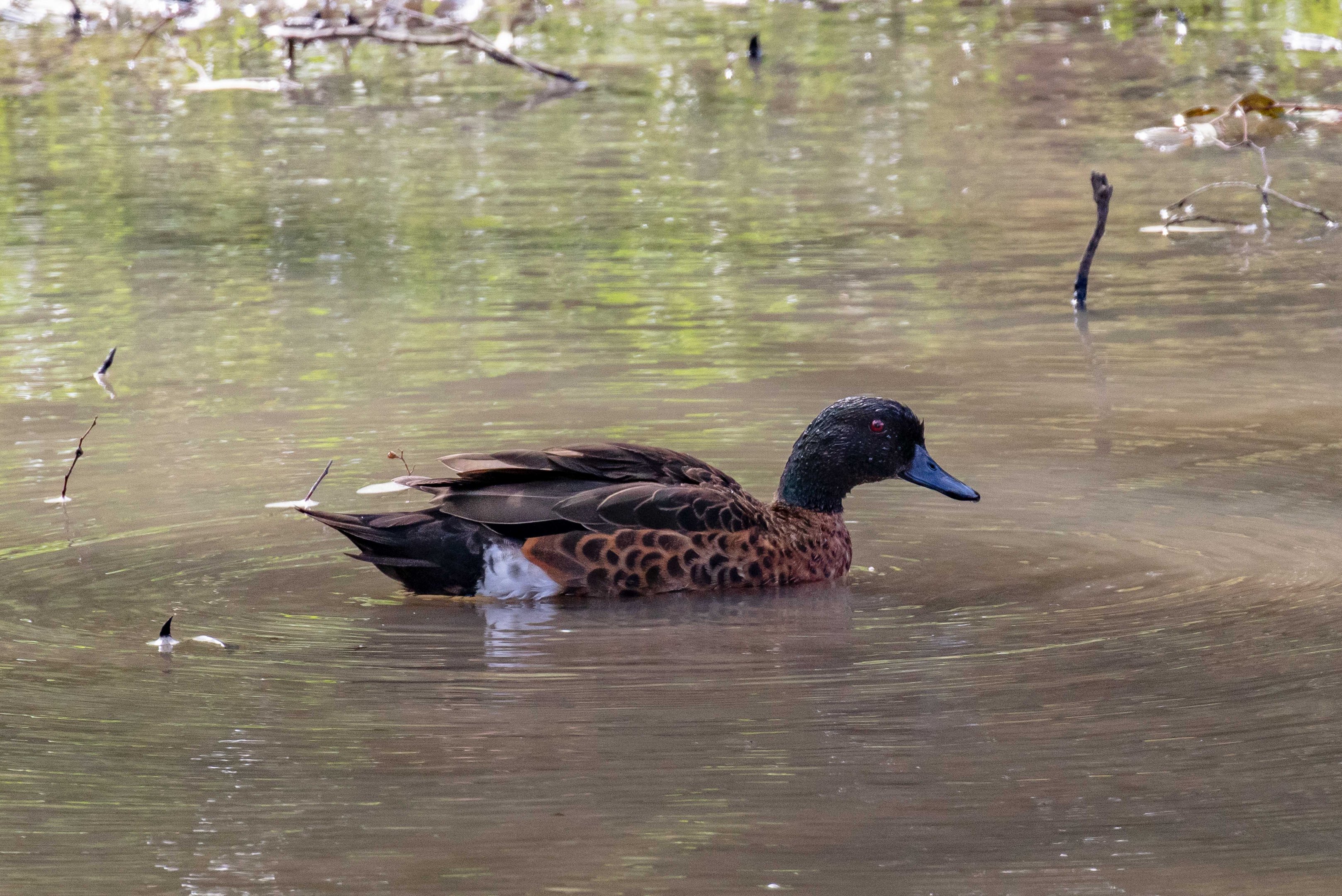 Chestnut Teal (wild bird)