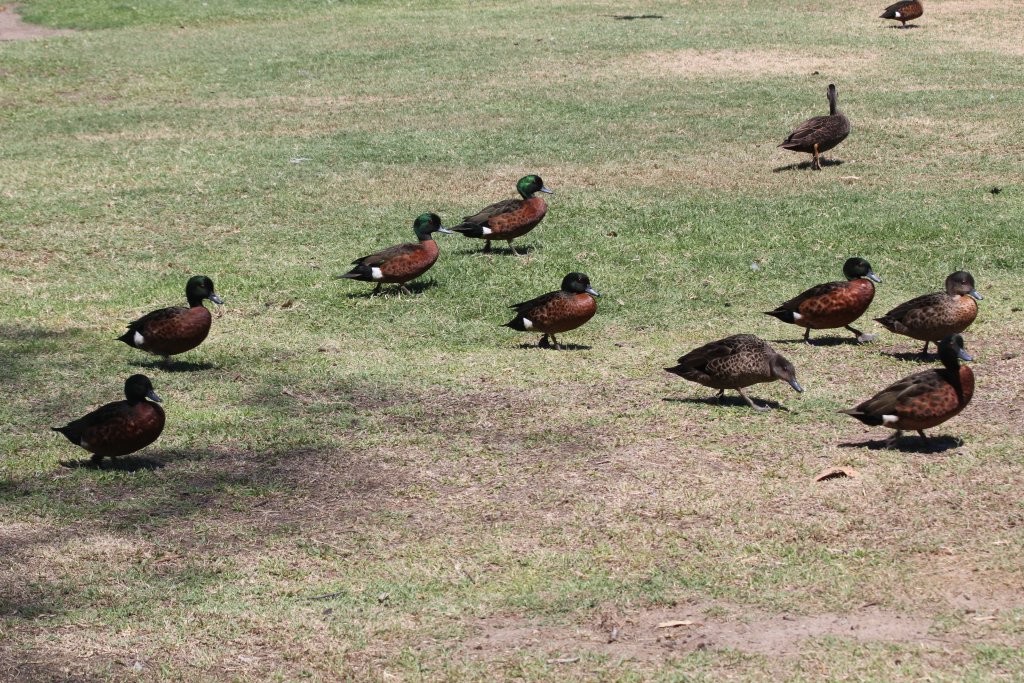 Chestnut Teal (wild)