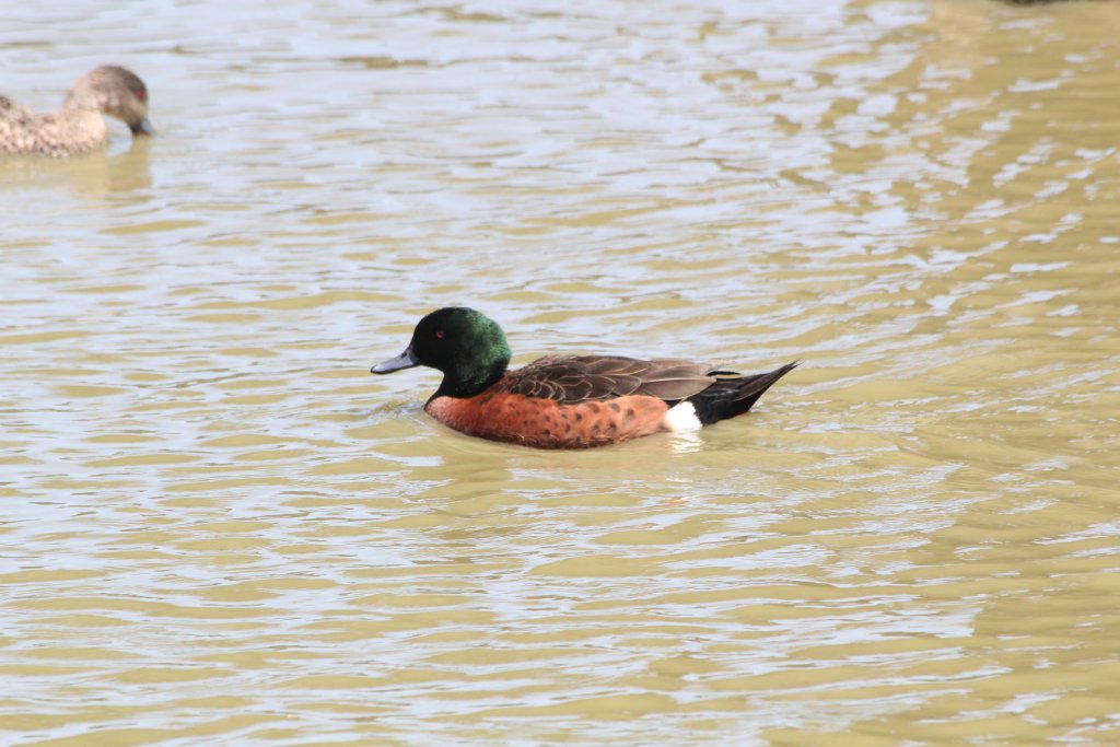 Chestnut Teal (wild)