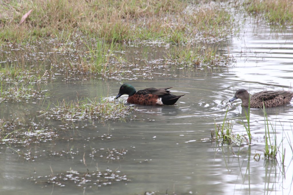 Chestnut teal