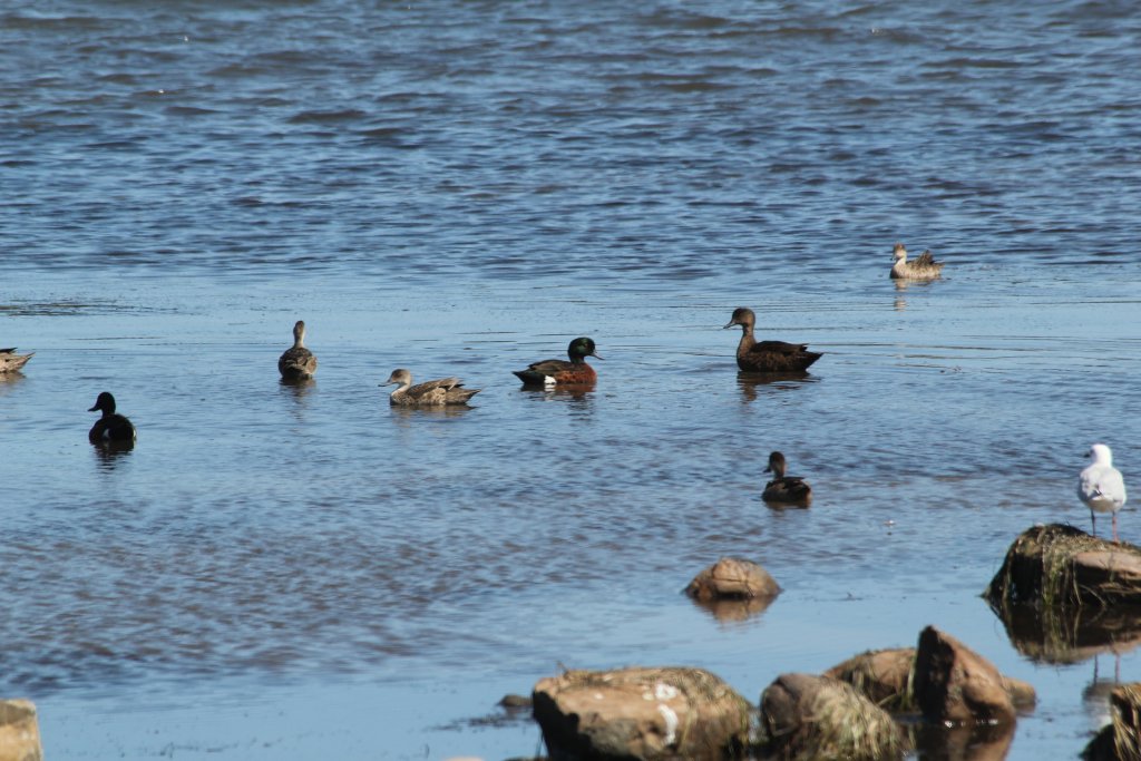 Chestnut Teal