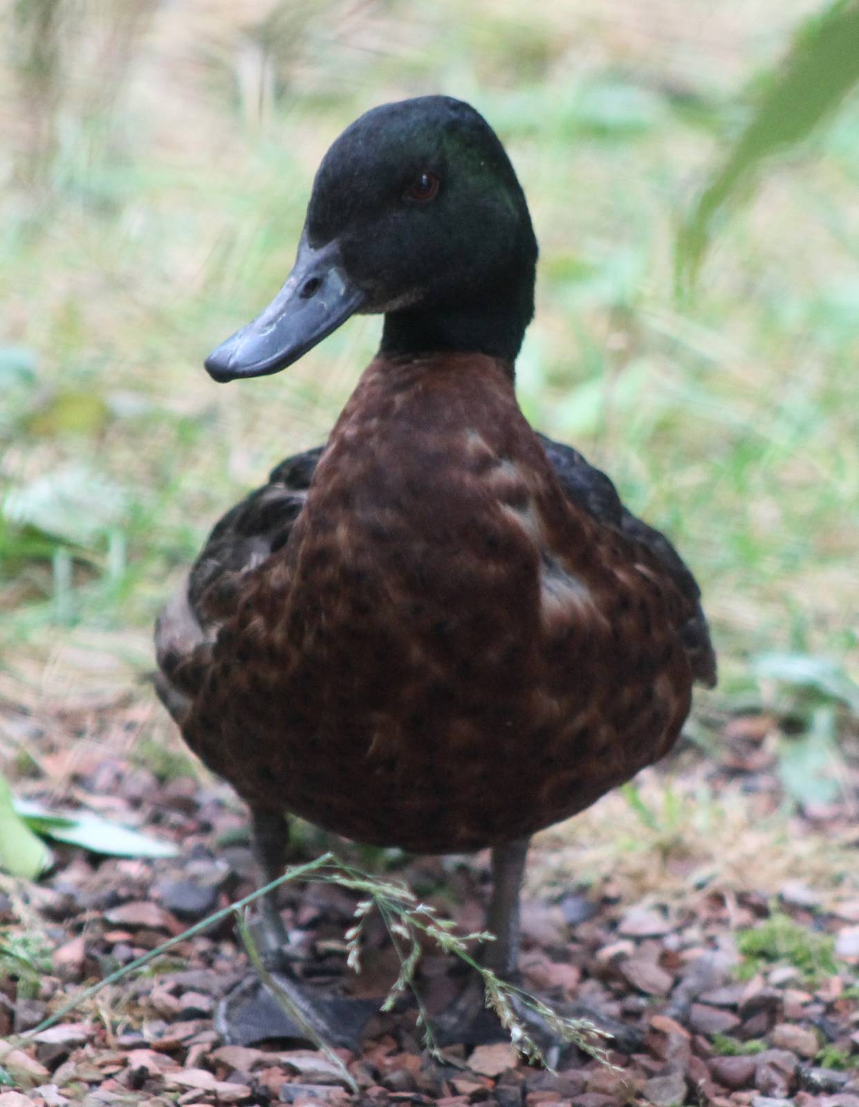 Chestnut teal