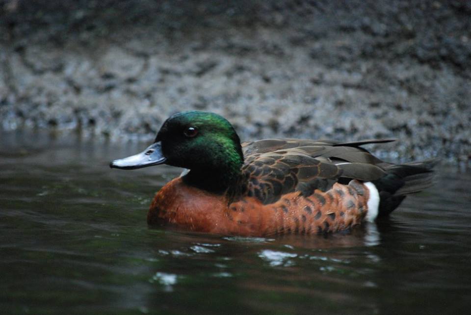 Chestnut Teal