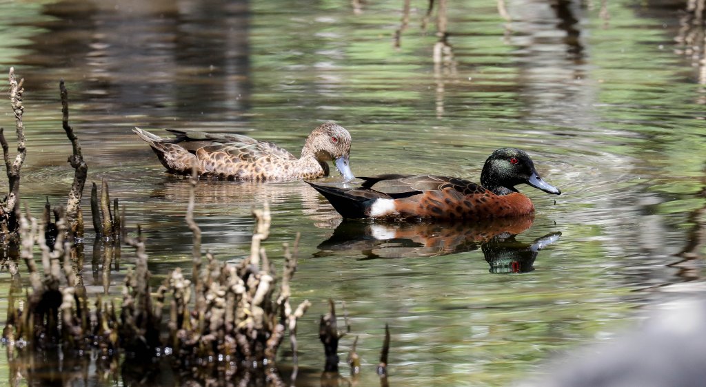 Chestnut Teal