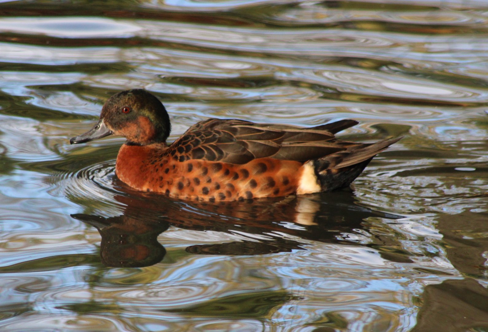 Chestnut teal