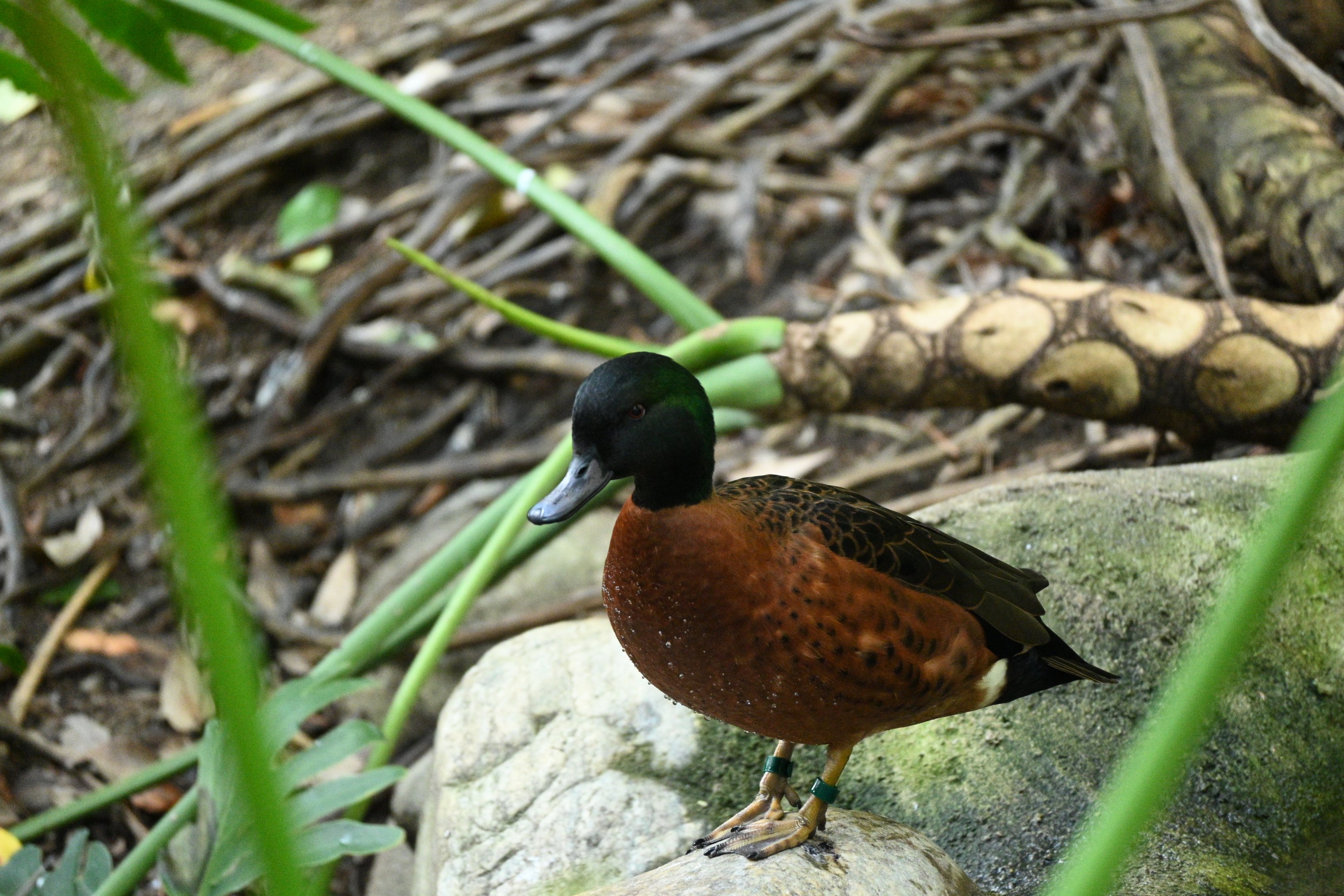Chestnut Teal
