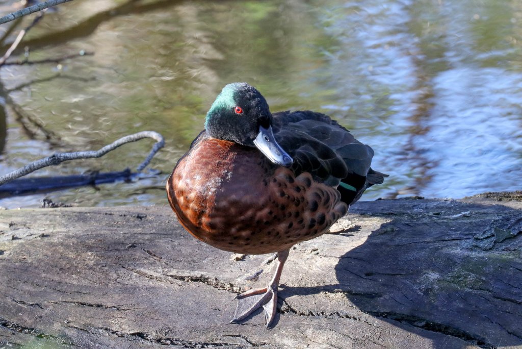 Chestnut Teal
