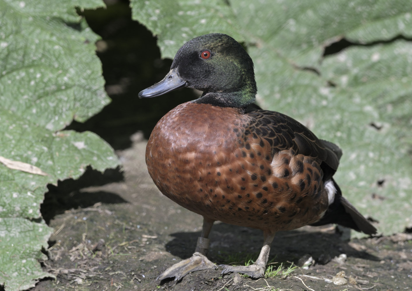 Chestnut teal
