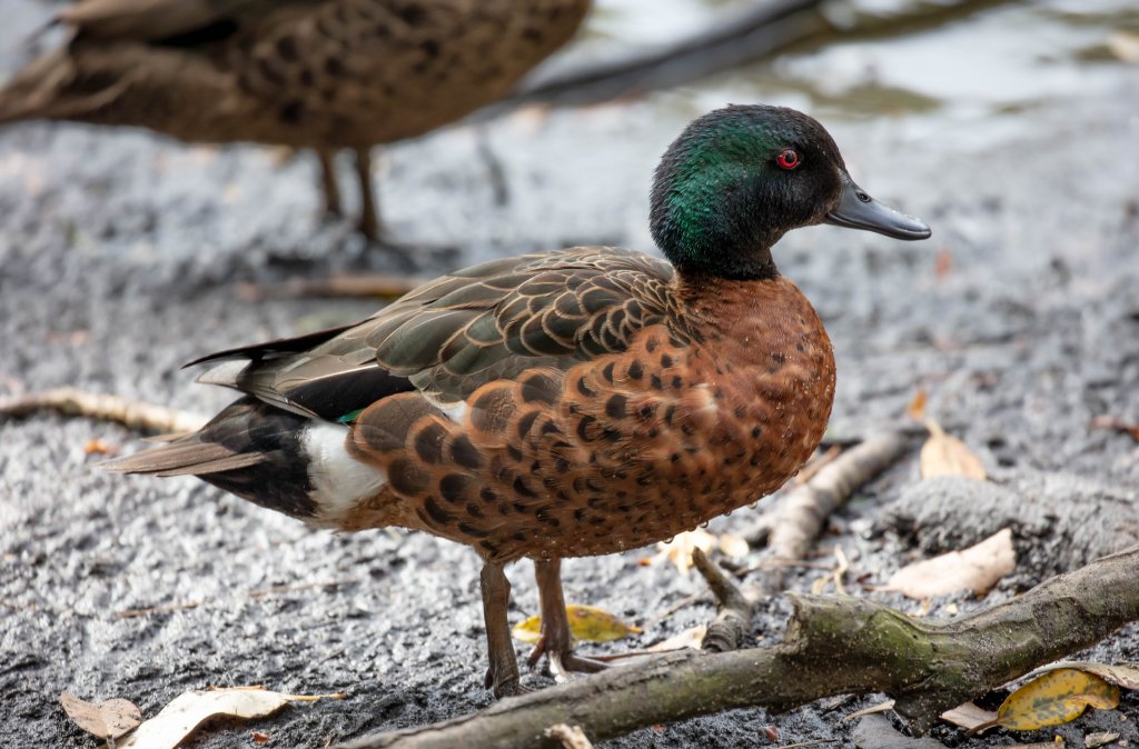 Chestnut Teal