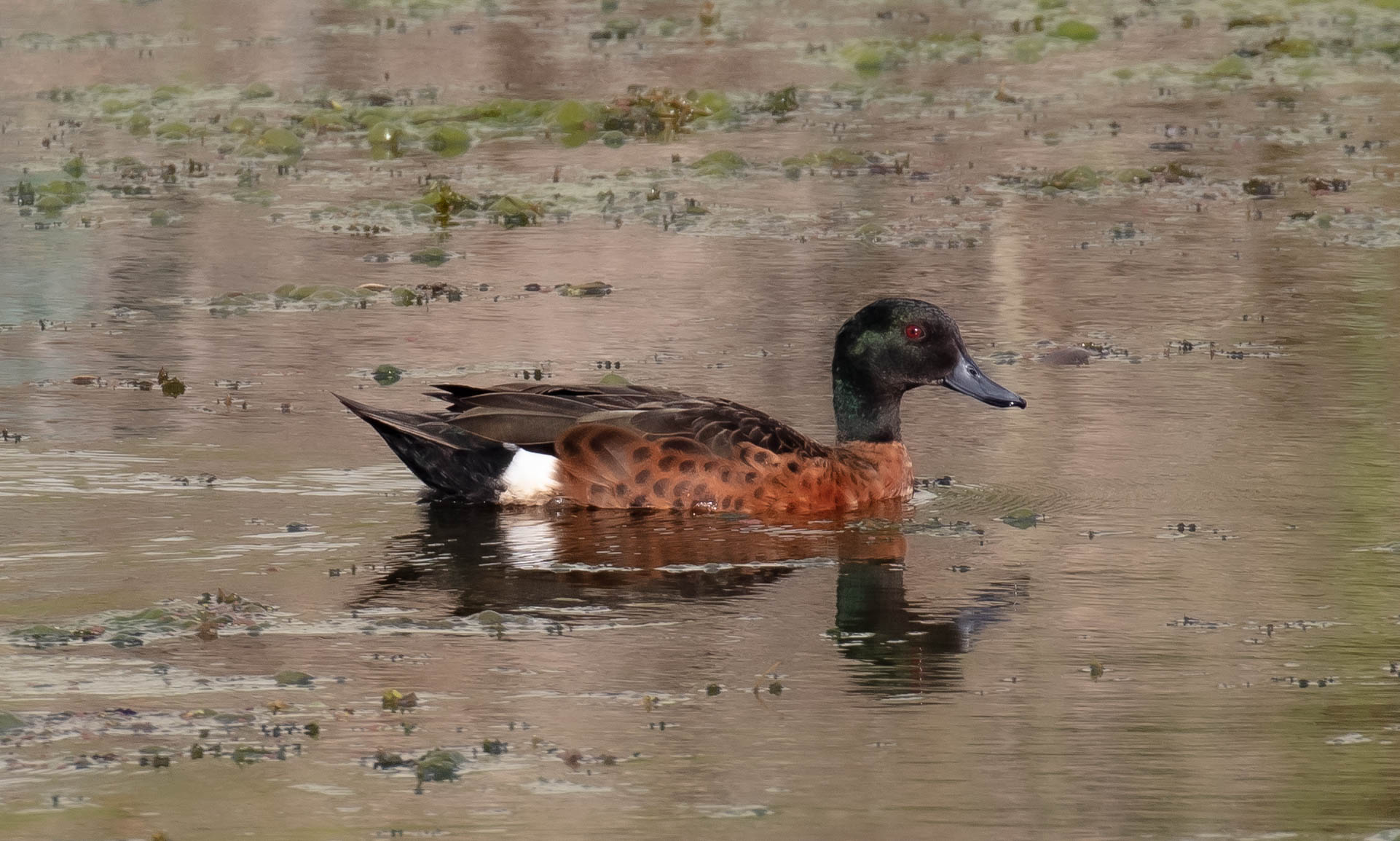 Chestnut Teal