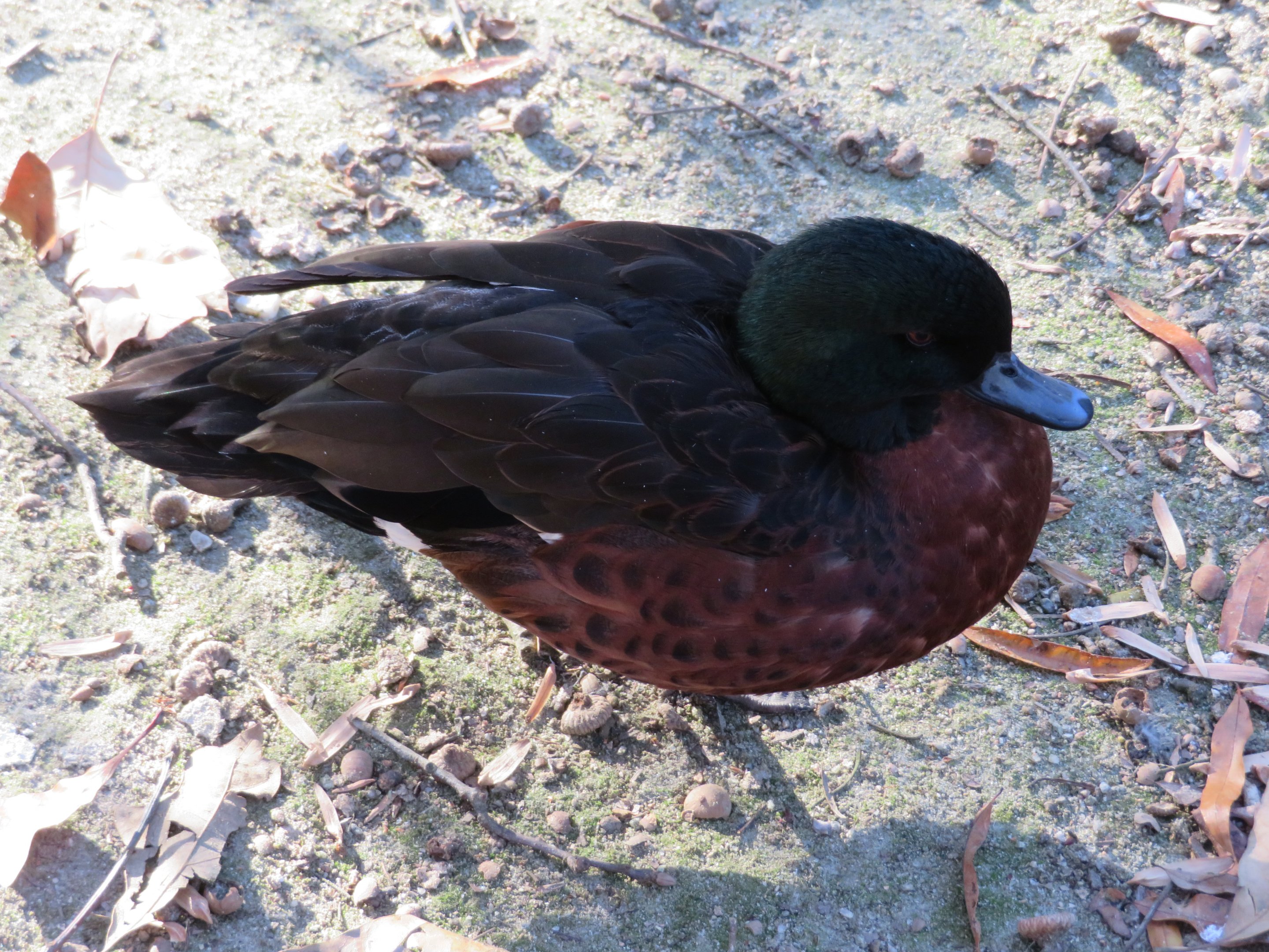 Chestnut Teal