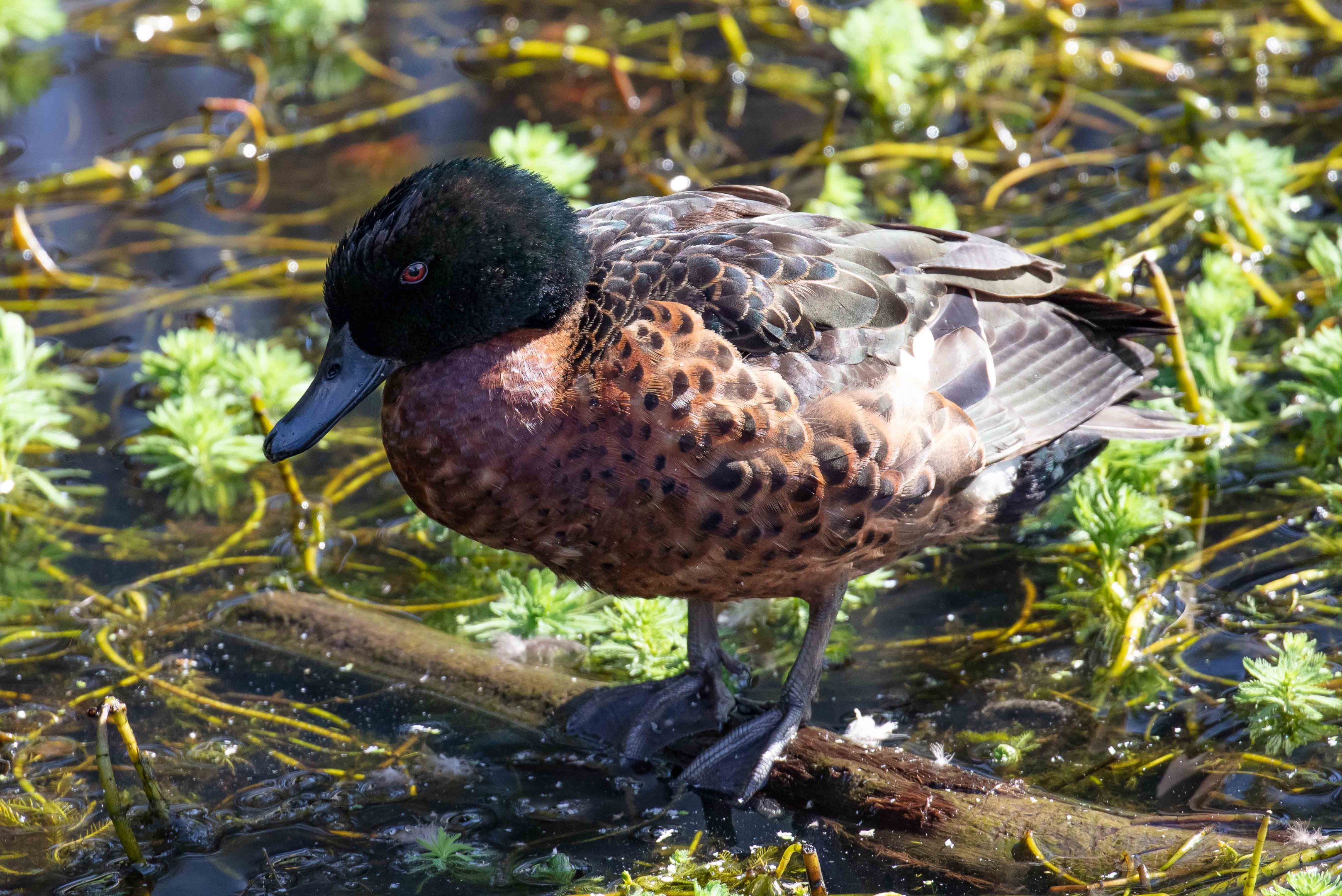 Chestnut Teal