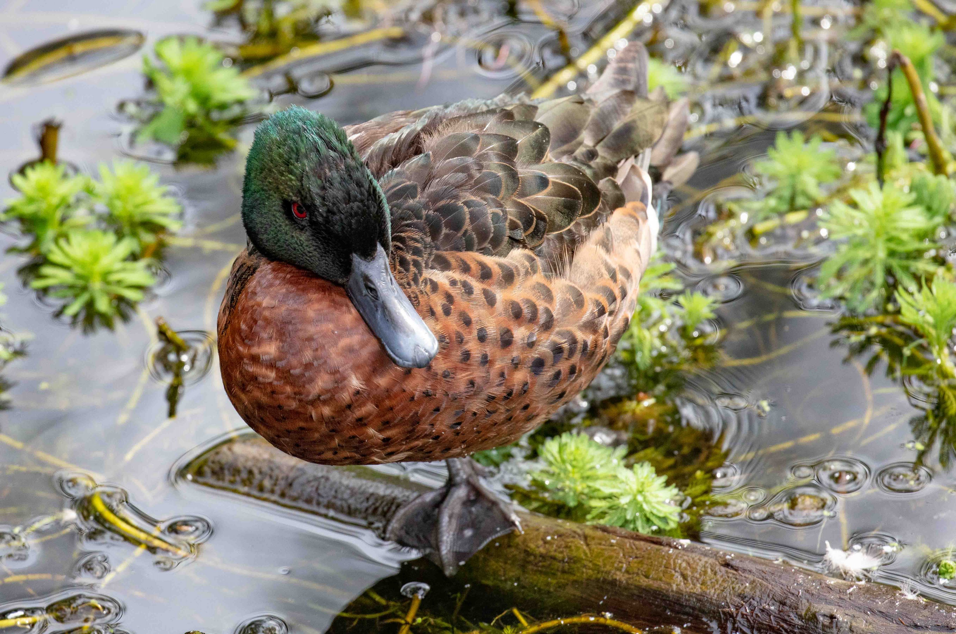 Chestnut Teal