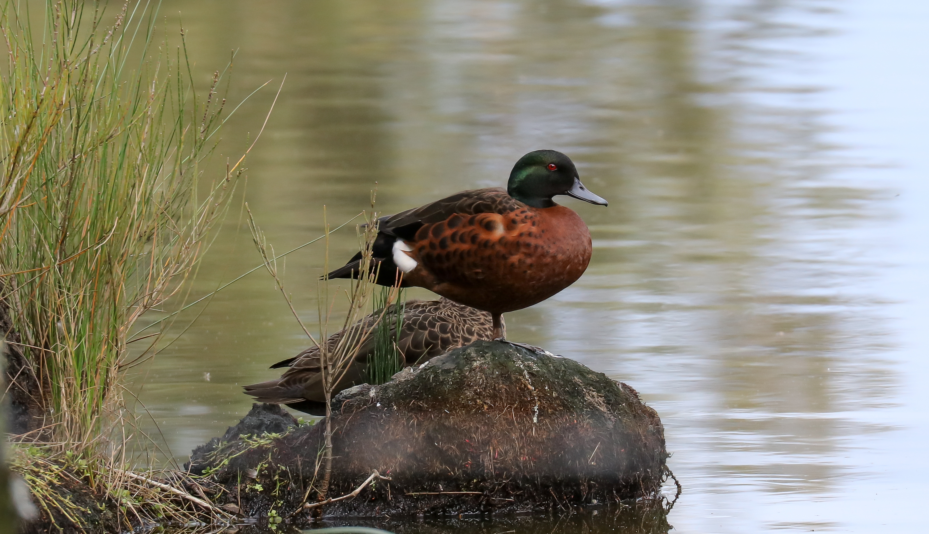 Chestnut Teal