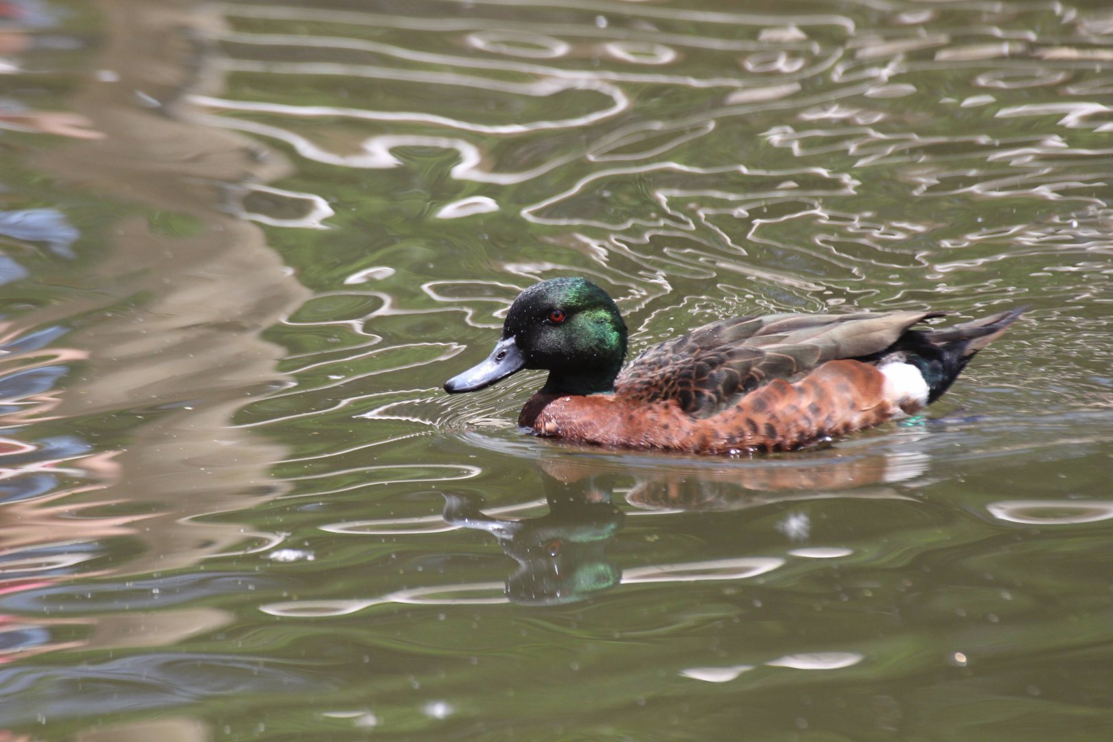 Chestnut Teal