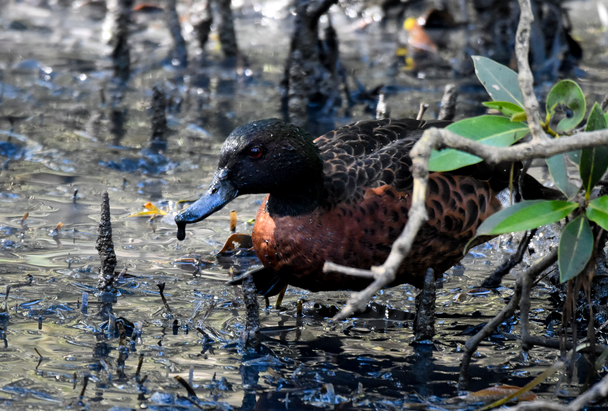 Chestnut Teal