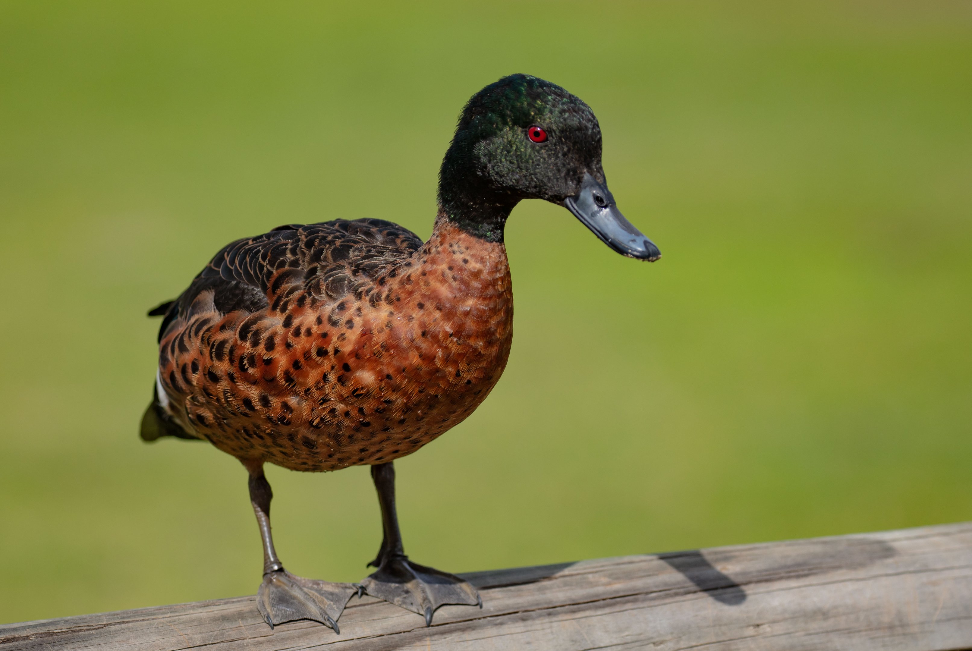 Chestnut Teal