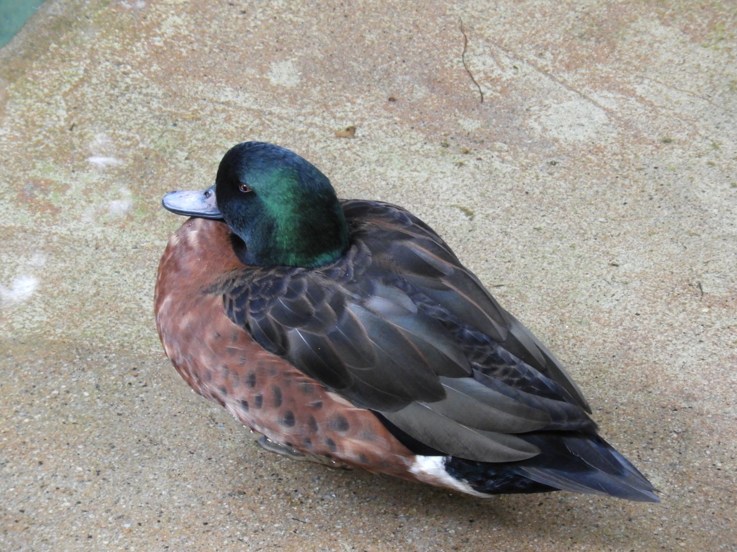 Chestnut teal