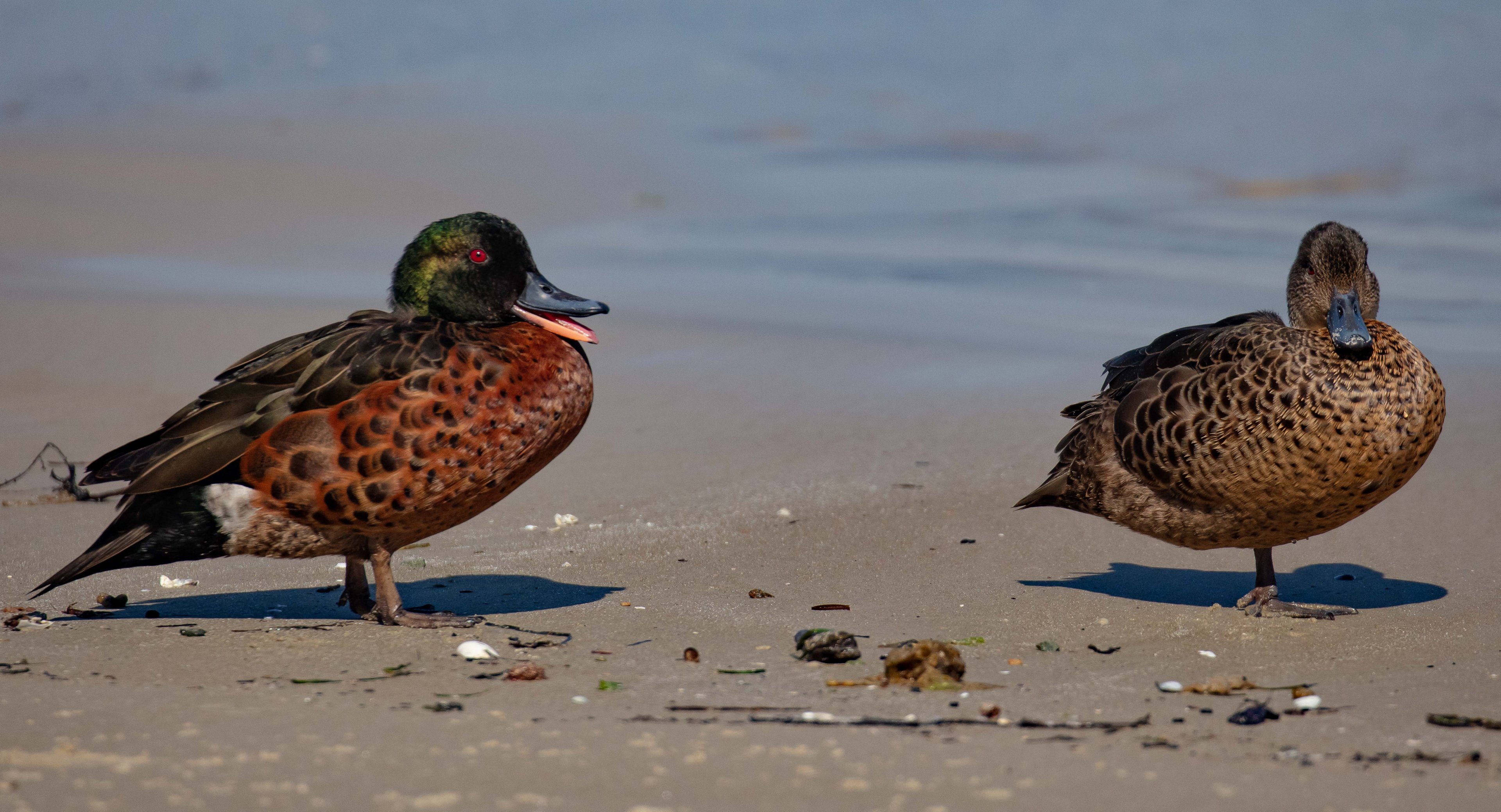 Chestnut Teal