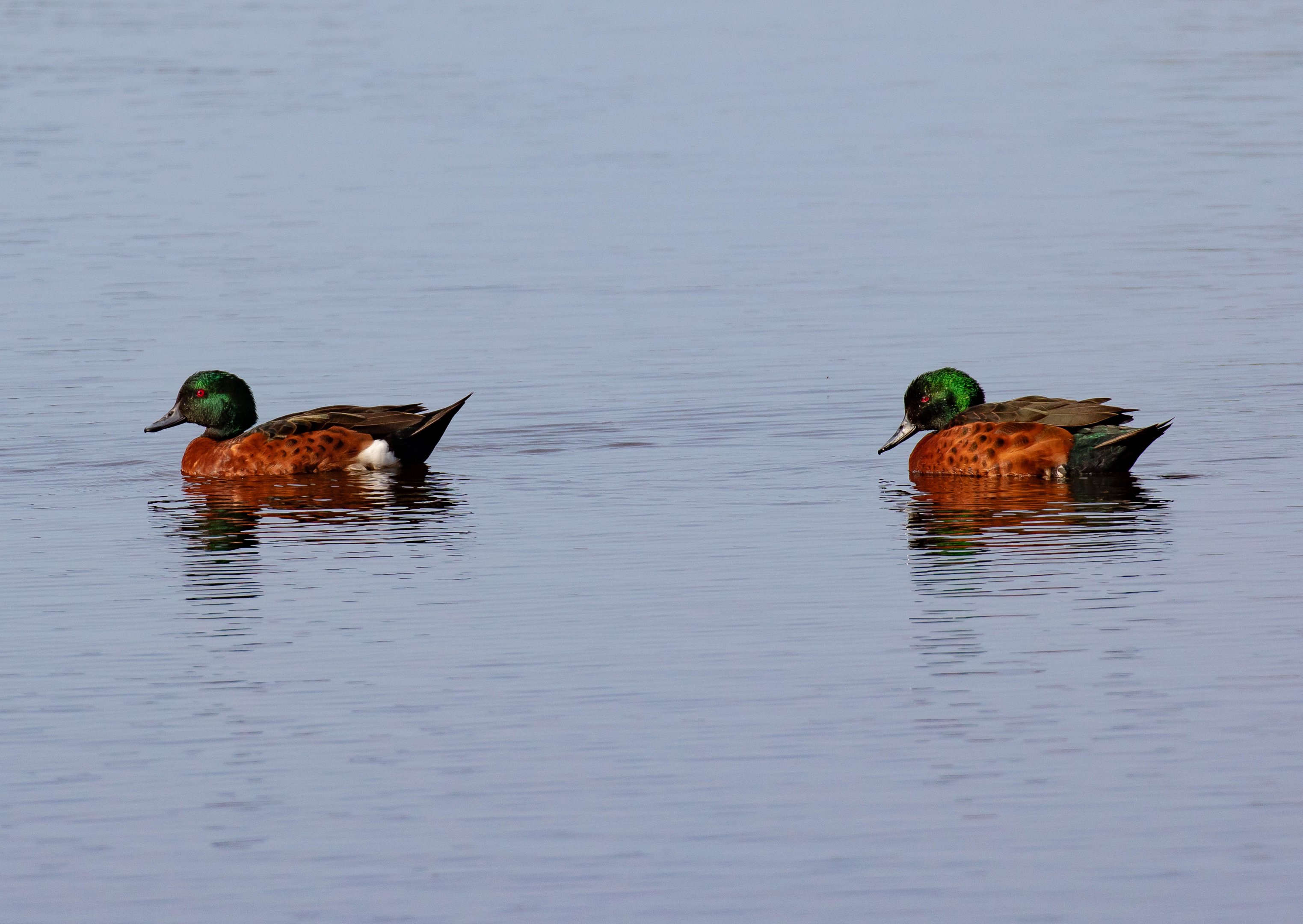 Chestnut Teal