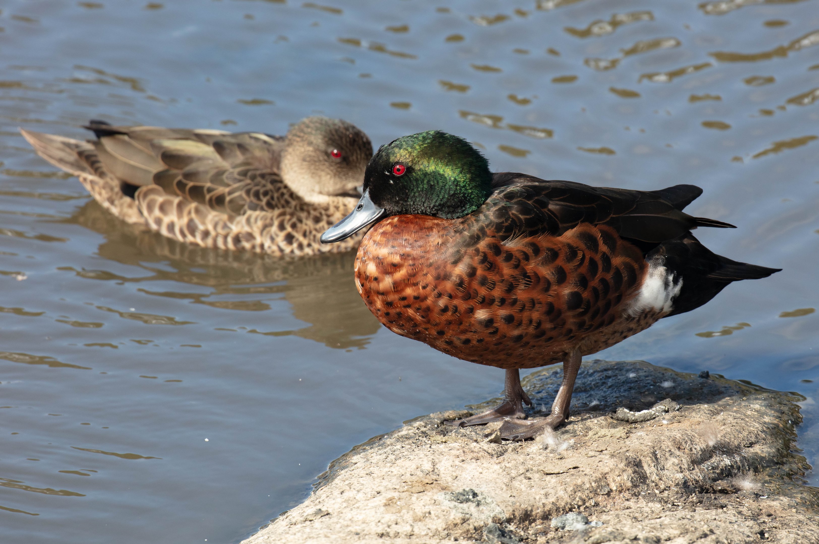 Chestnut Teal