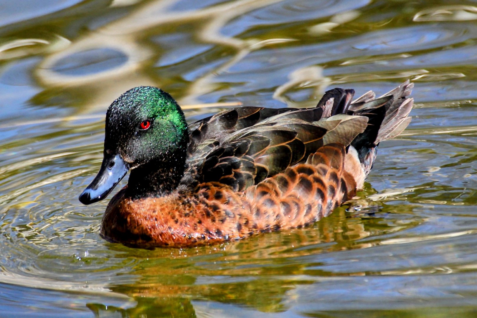 Chestnut Teal