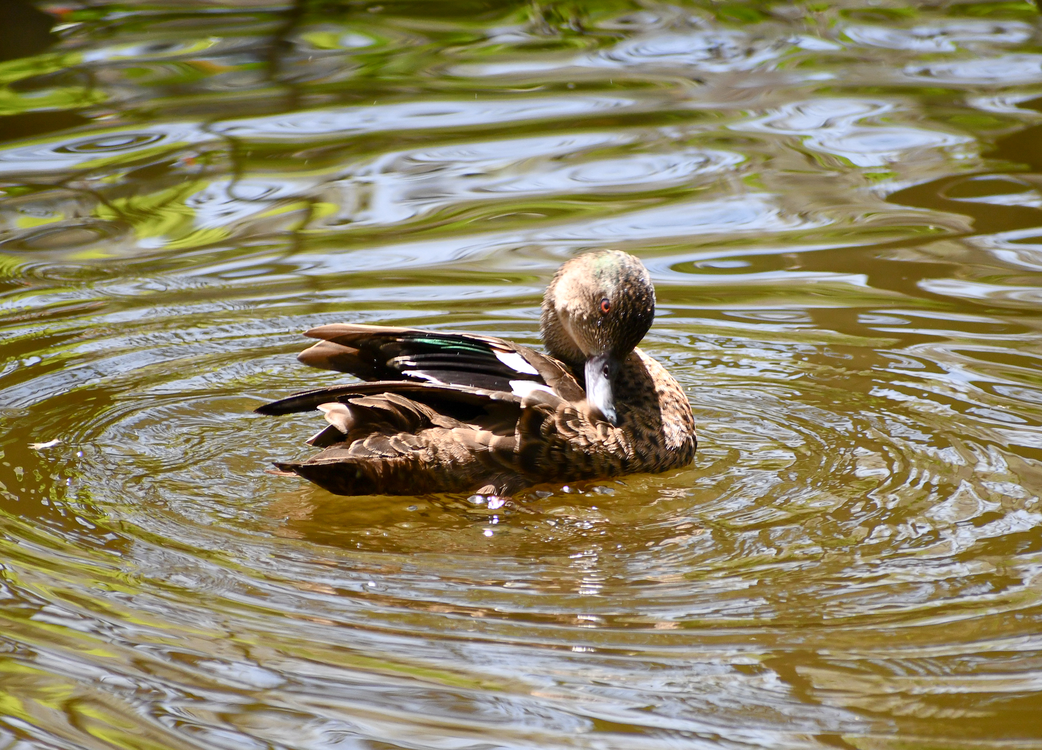 Chestnut Teal