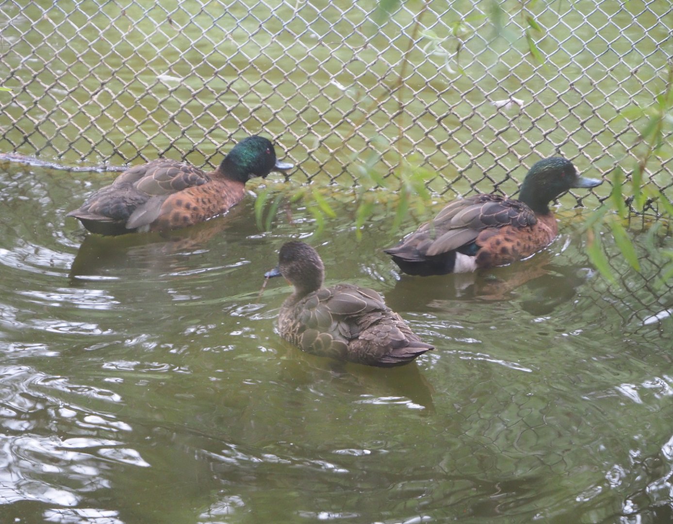 Chestnut teals (Anas castanea), 2021-07-03